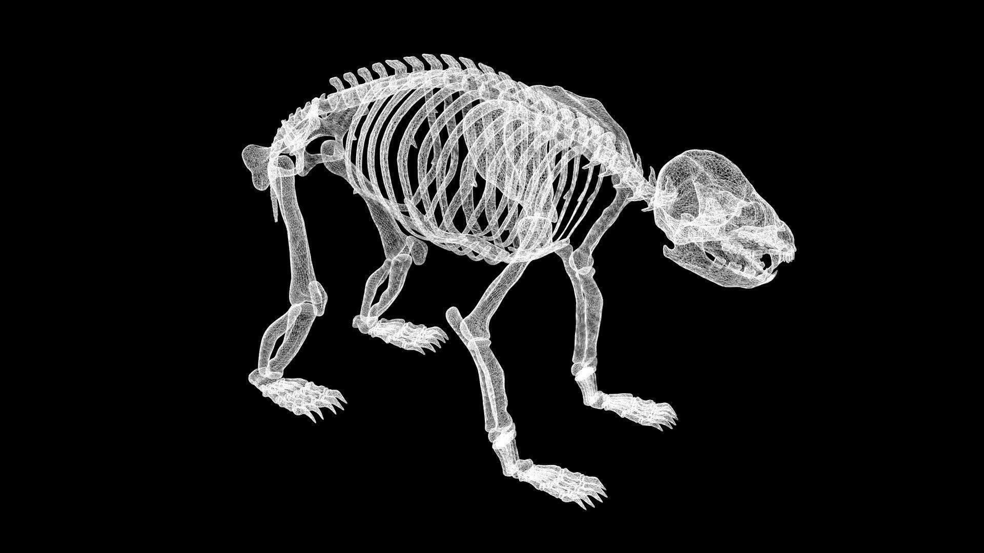 Panda skeleton Low-poly 3D model_8