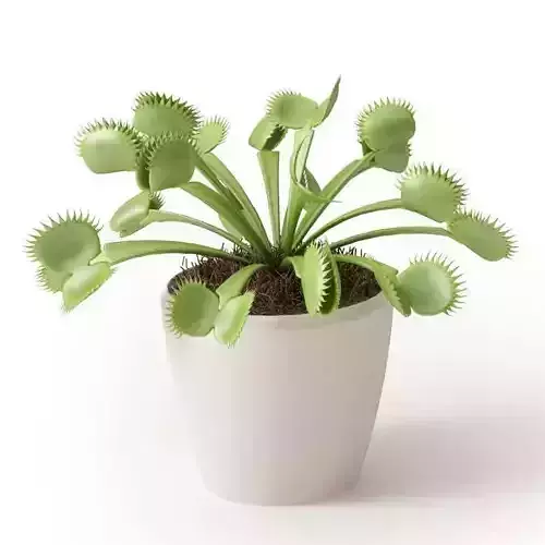 Venus Fly Trap In White Pot