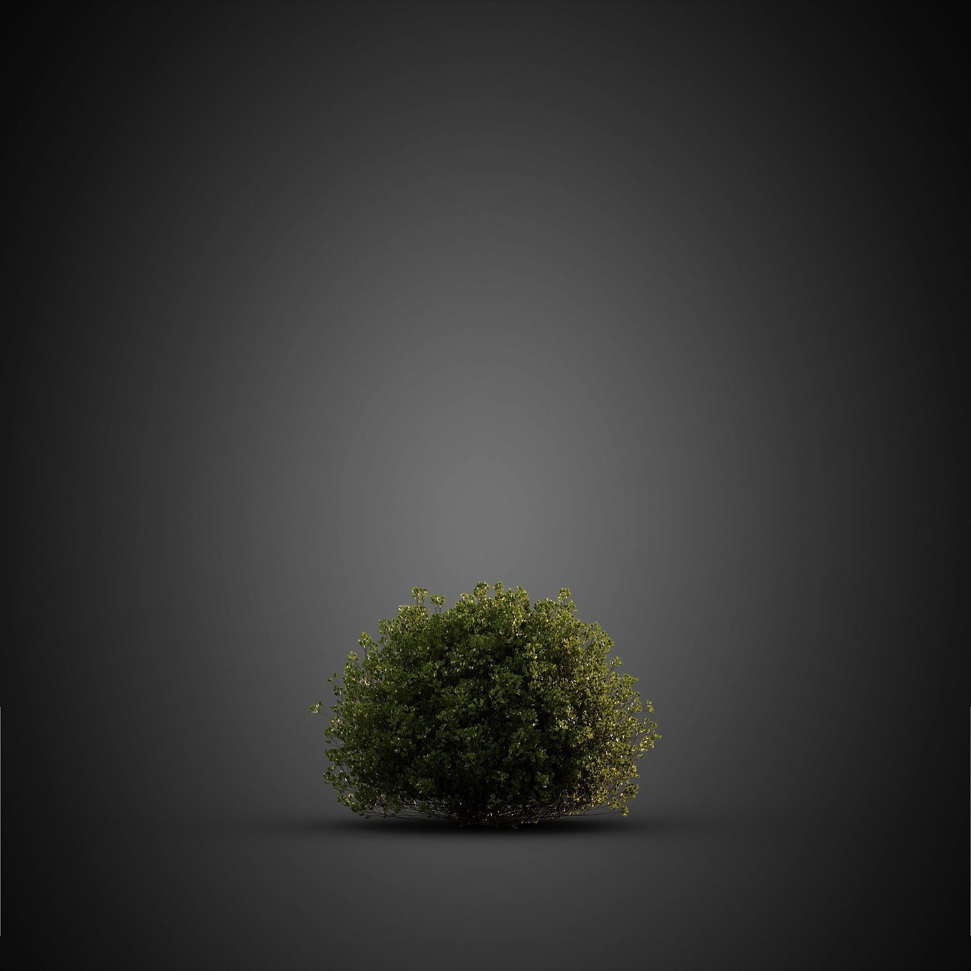 HeliosVegetation vol14 - Bushes and Plants  3D model_16