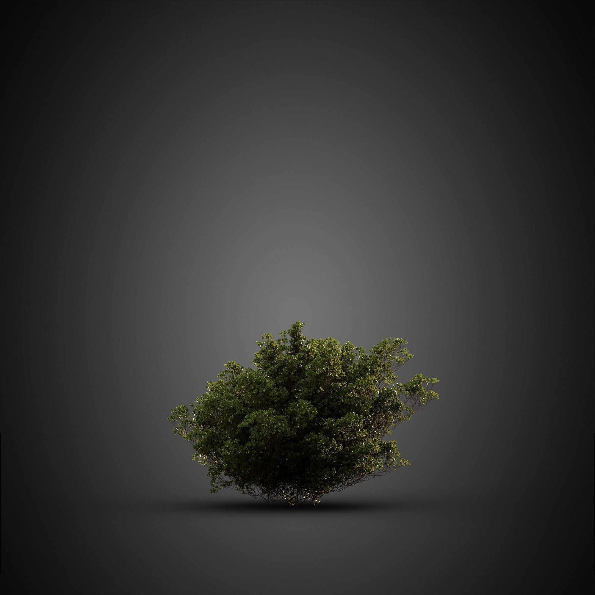 HeliosVegetation vol14 - Bushes and Plants  3D model_17