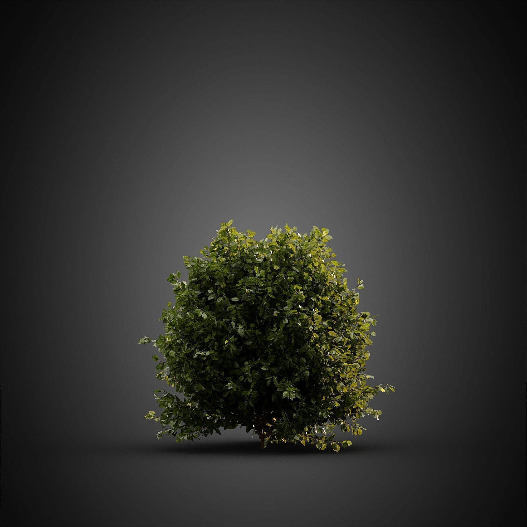 HeliosVegetation vol14 - Bushes and Plants  3D model_18