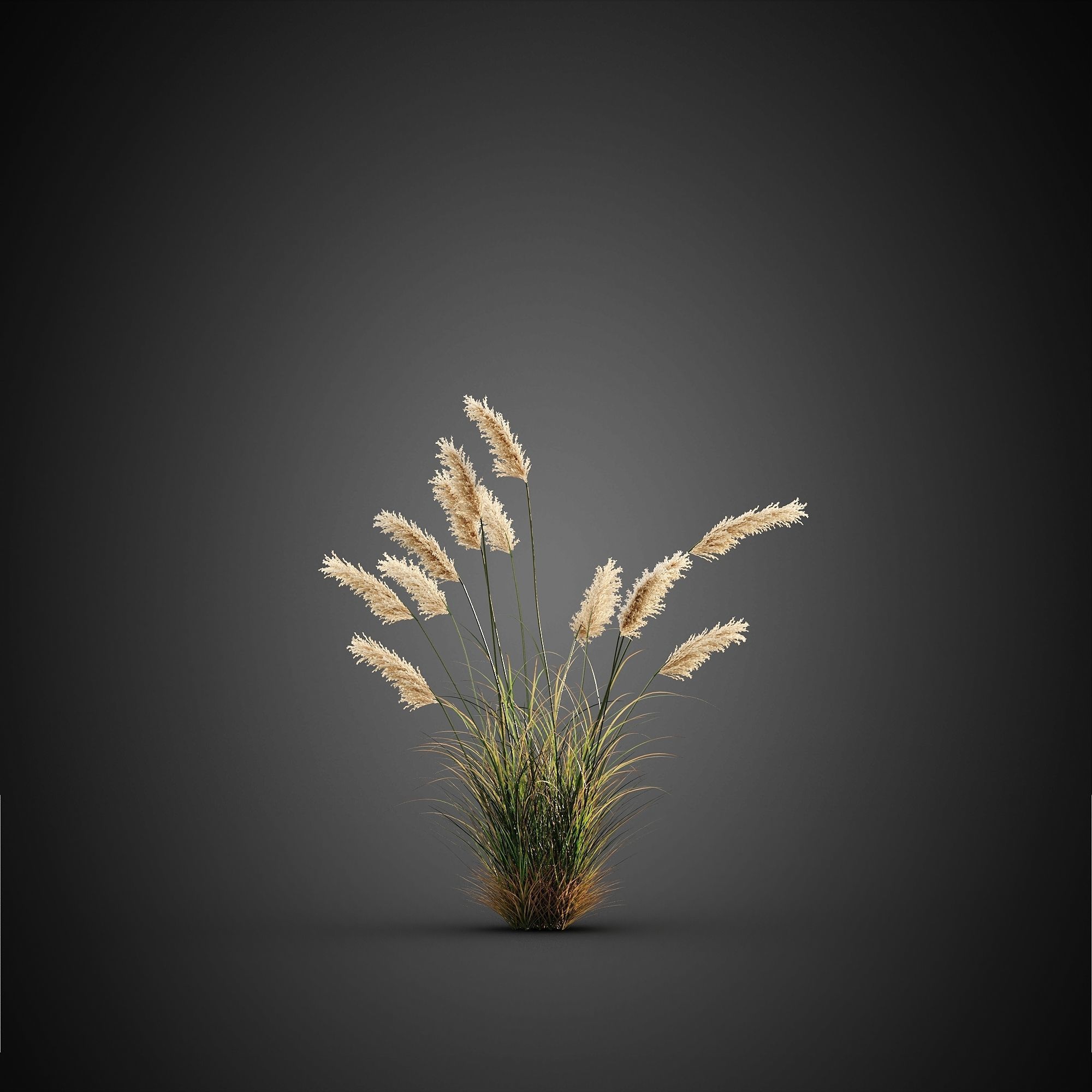 HeliosVegetation vol14 - Bushes and Plants  3D model_2