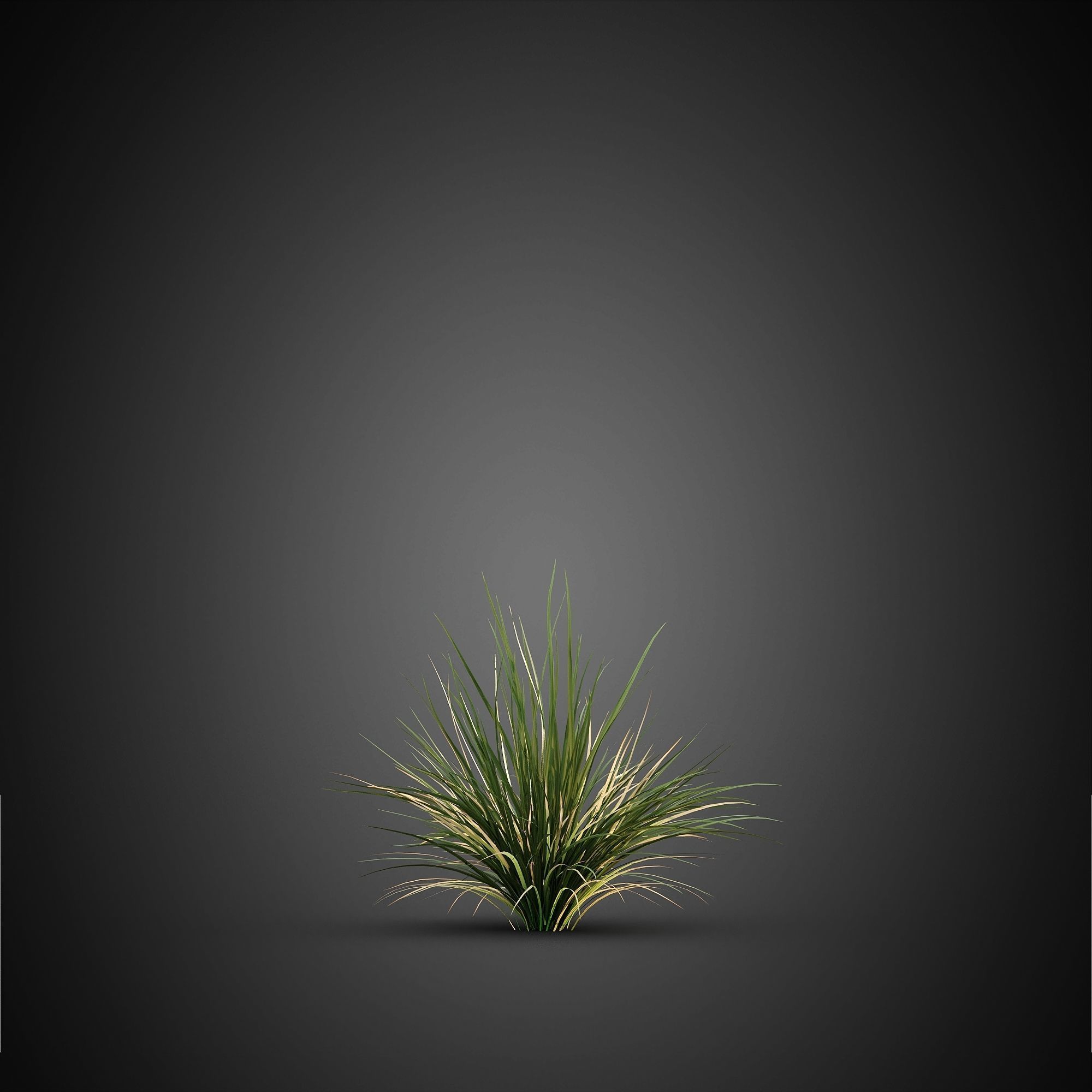 HeliosVegetation vol14 - Bushes and Plants  3D model_6