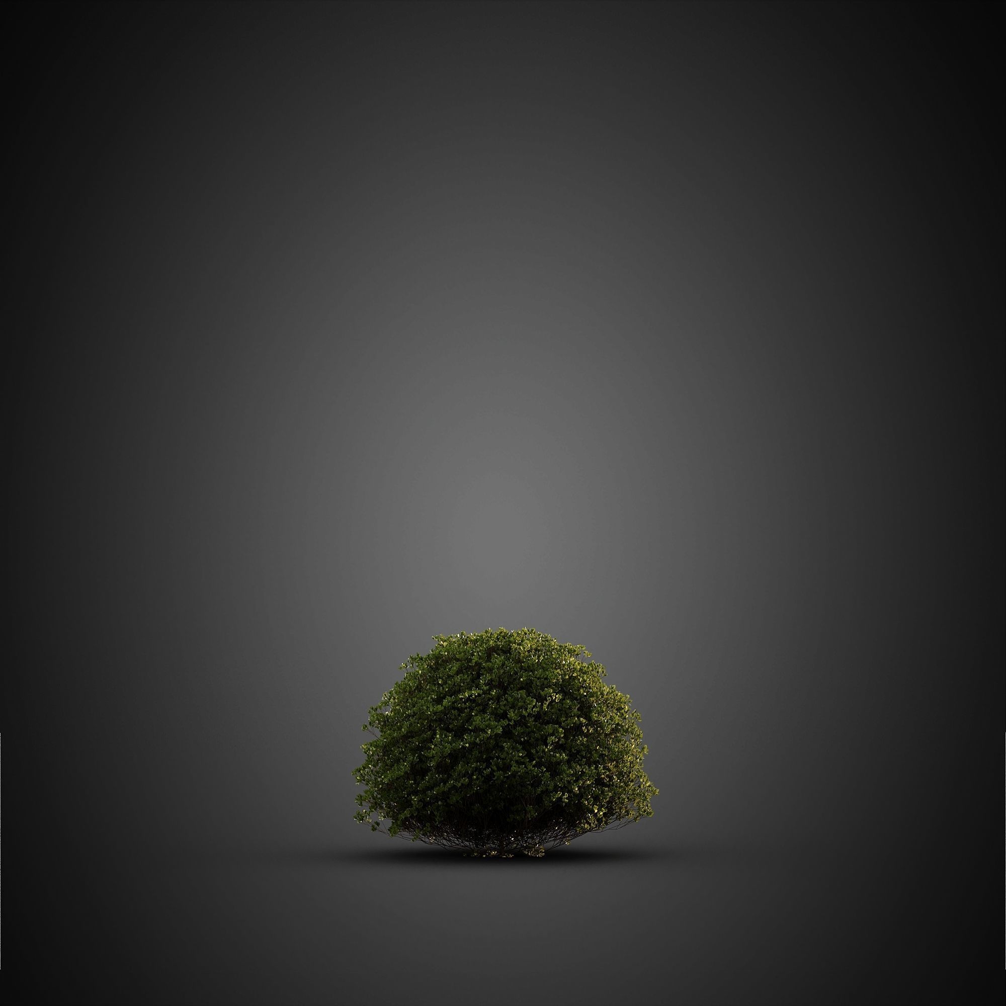 HeliosVegetation vol14 - Bushes and Plants  3D model_15