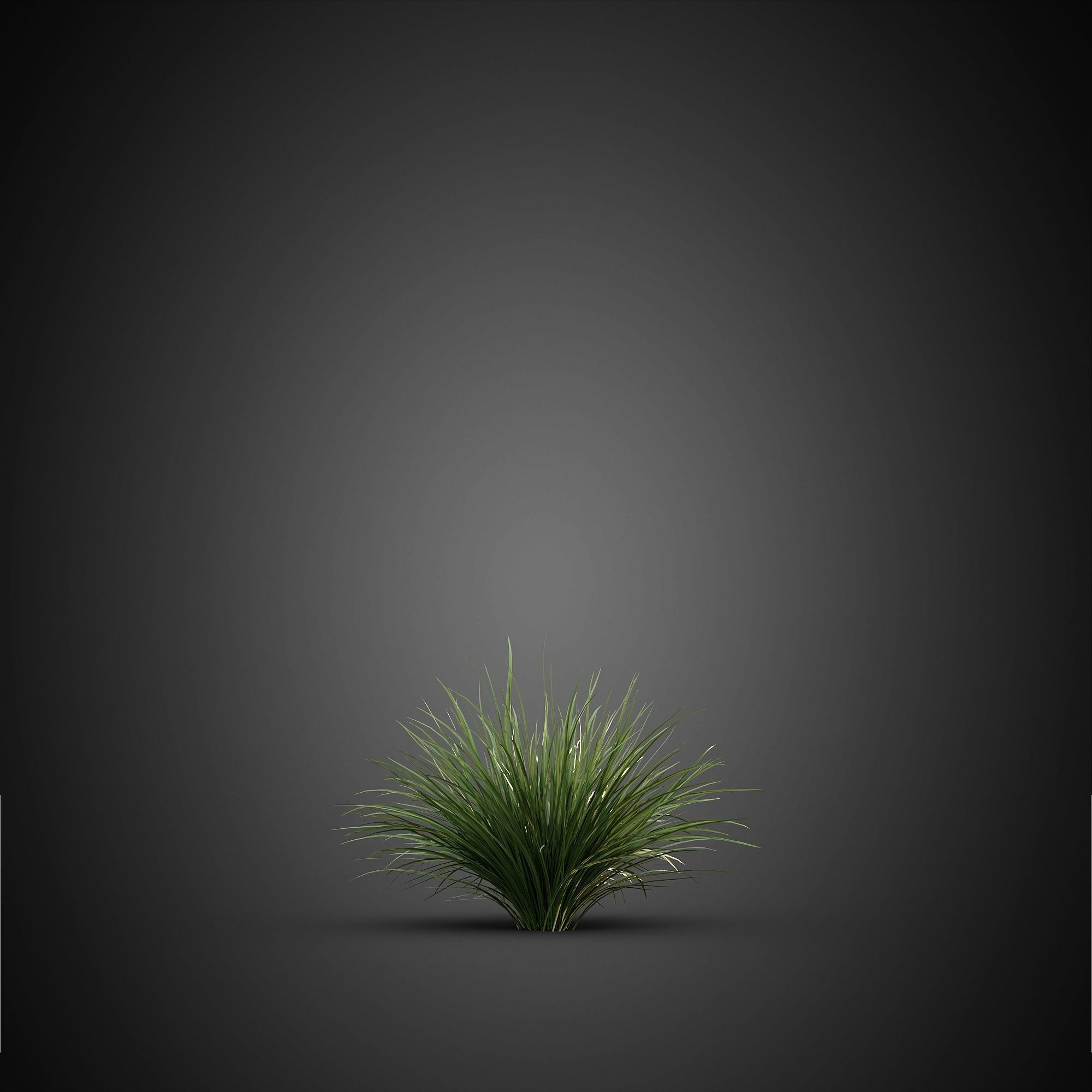 HeliosVegetation vol14 - Bushes and Plants  3D model_5