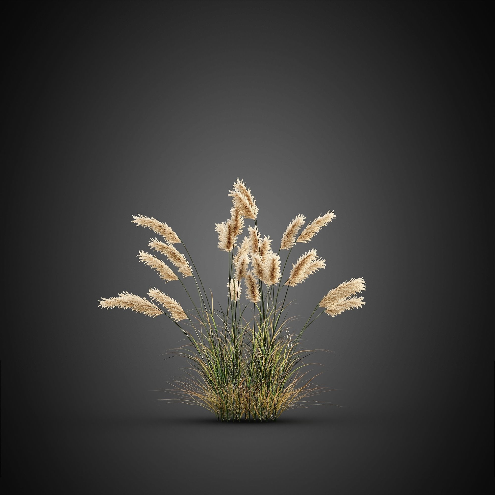 HeliosVegetation vol14 - Bushes and Plants  3D model_1