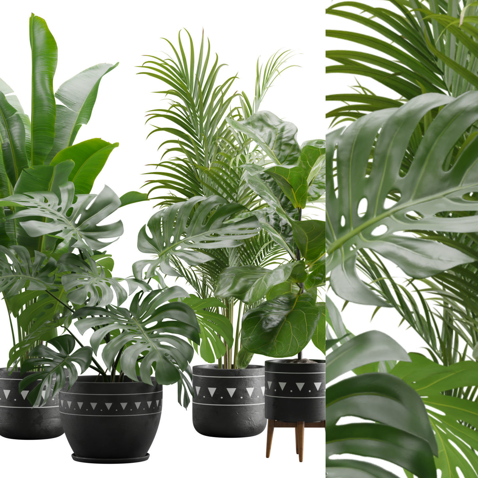 Indoor Plants Pack 17 3D model_1