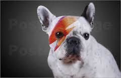 Suite parentale Free 3D model_17