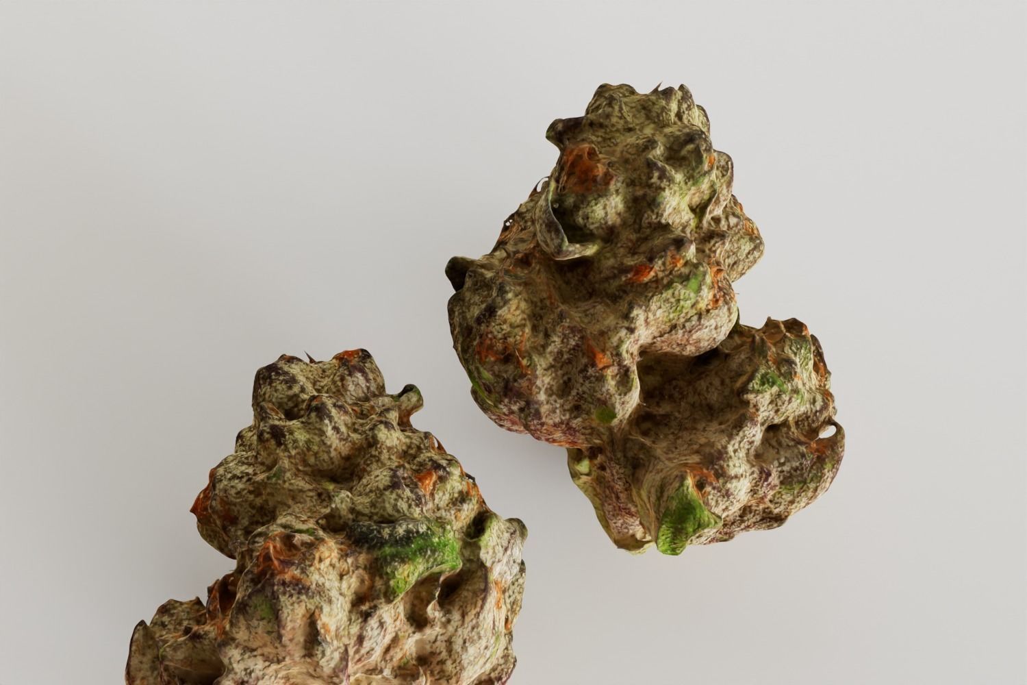 Realistic Cannabis Bud 02 3D model_3
