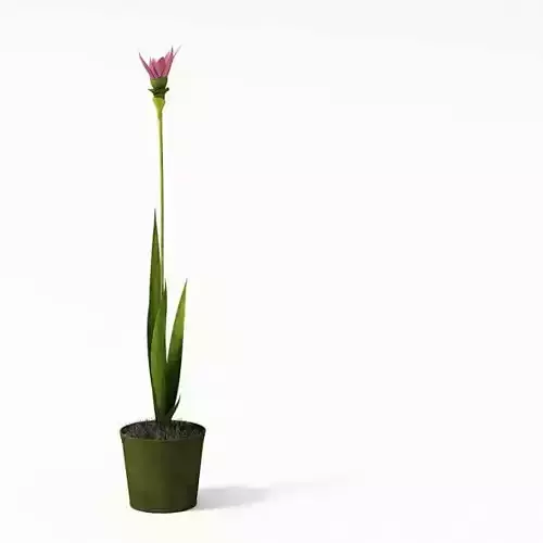 Tall Pink Plant