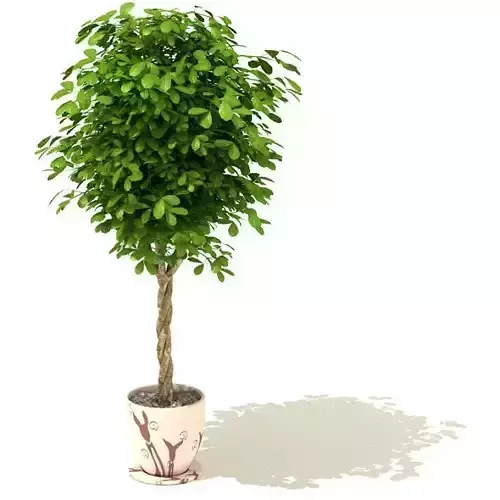 Green Potted Tree