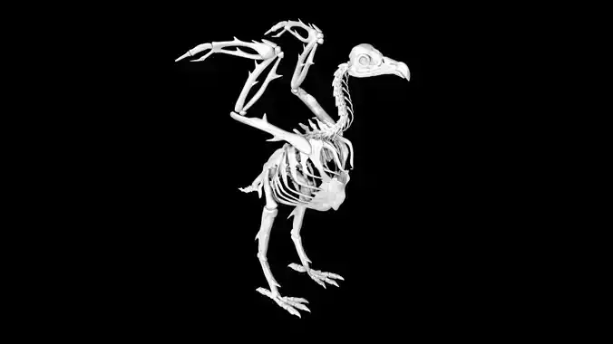 Vulture skeleton Low-poly 3D model