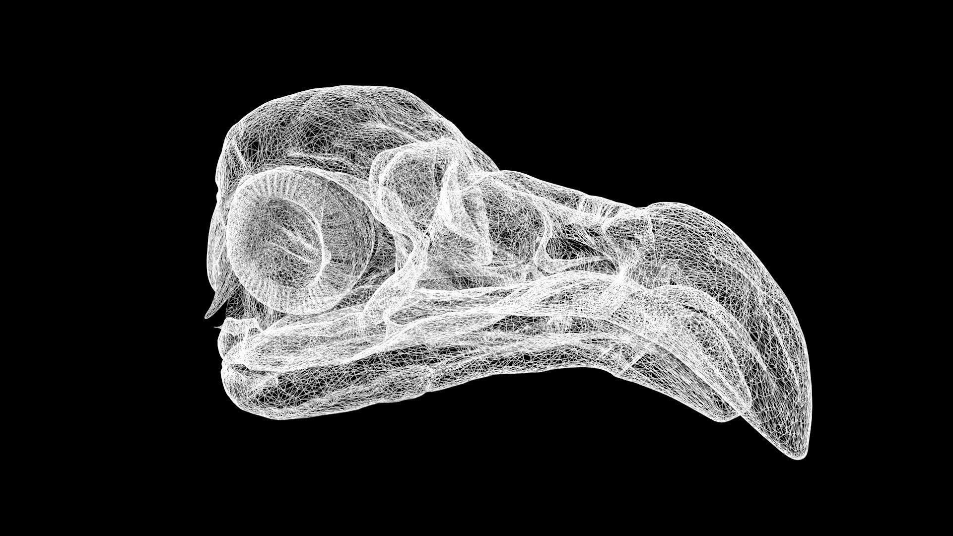 Vulture skull Low-poly 3D model_8