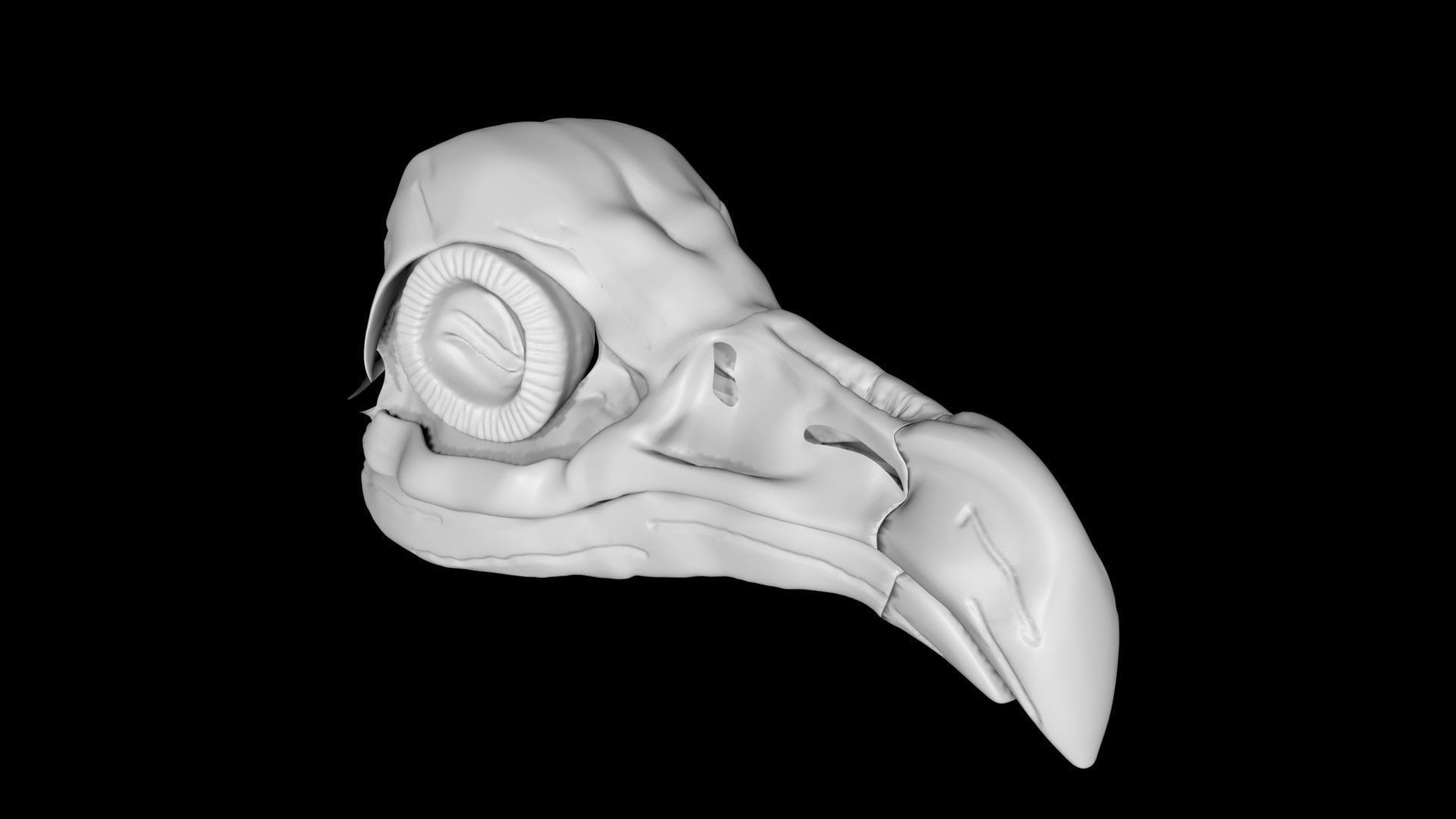 Vulture skull Low-poly 3D model_6
