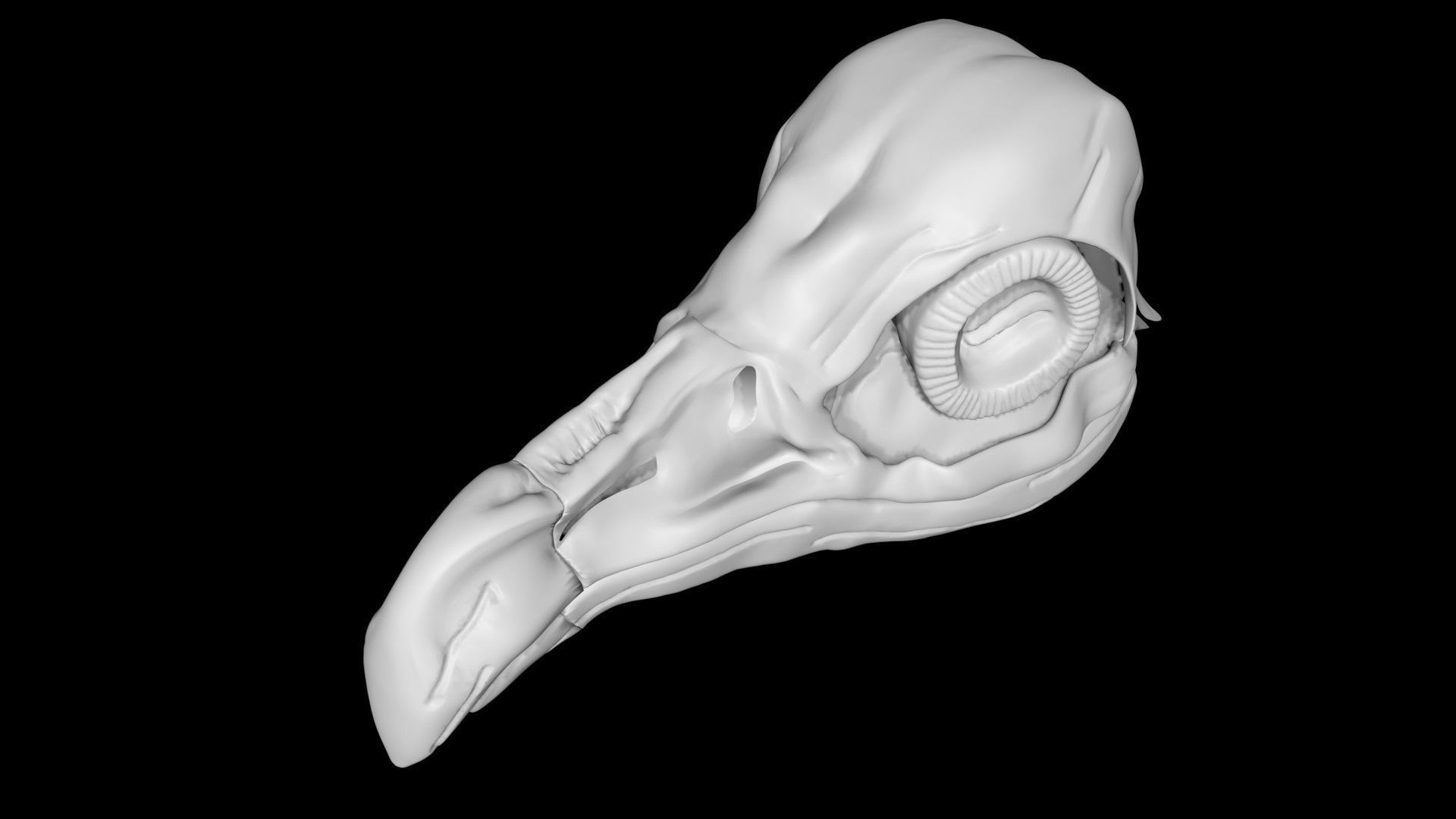 Vulture skull Low-poly 3D model_5
