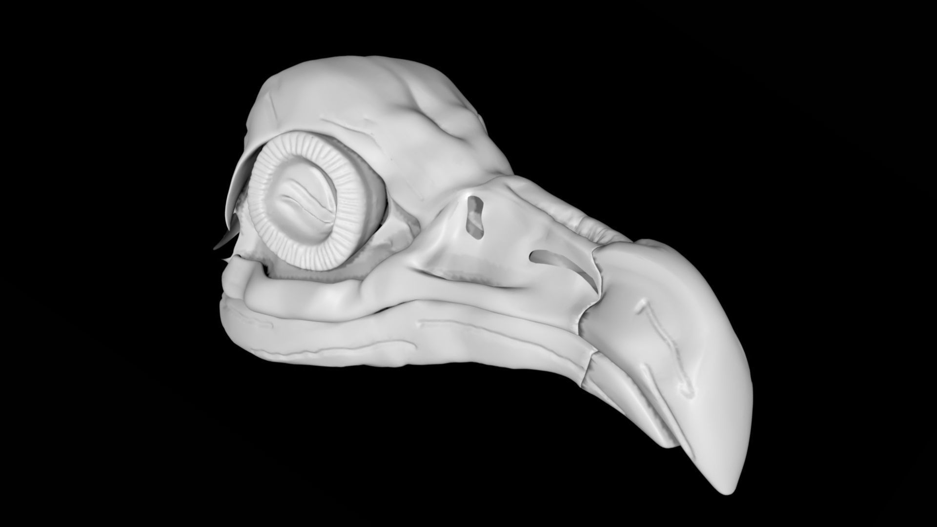 Vulture skull Low-poly 3D model_2
