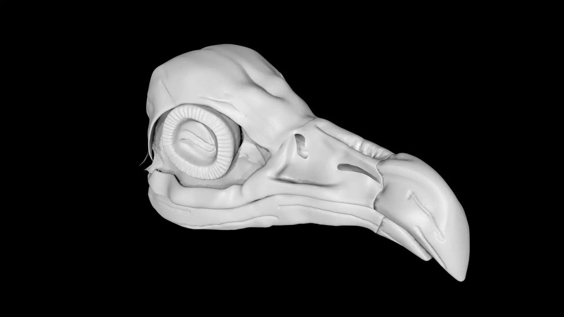Vulture skull Low-poly 3D model_0