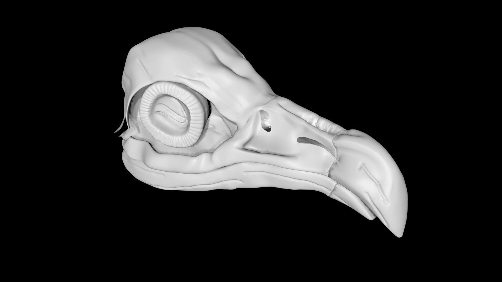 Vulture skull Low-poly 3D model_7