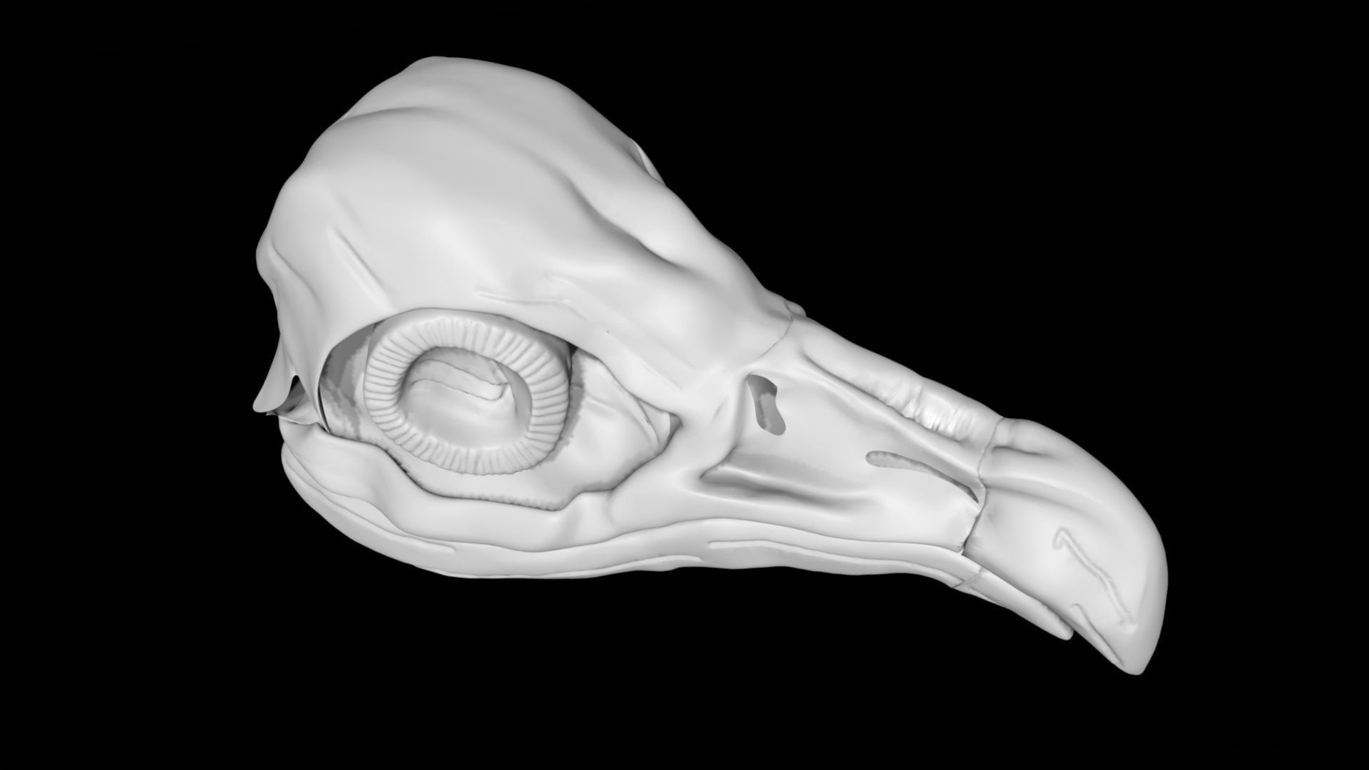 Vulture skull Low-poly 3D model_1