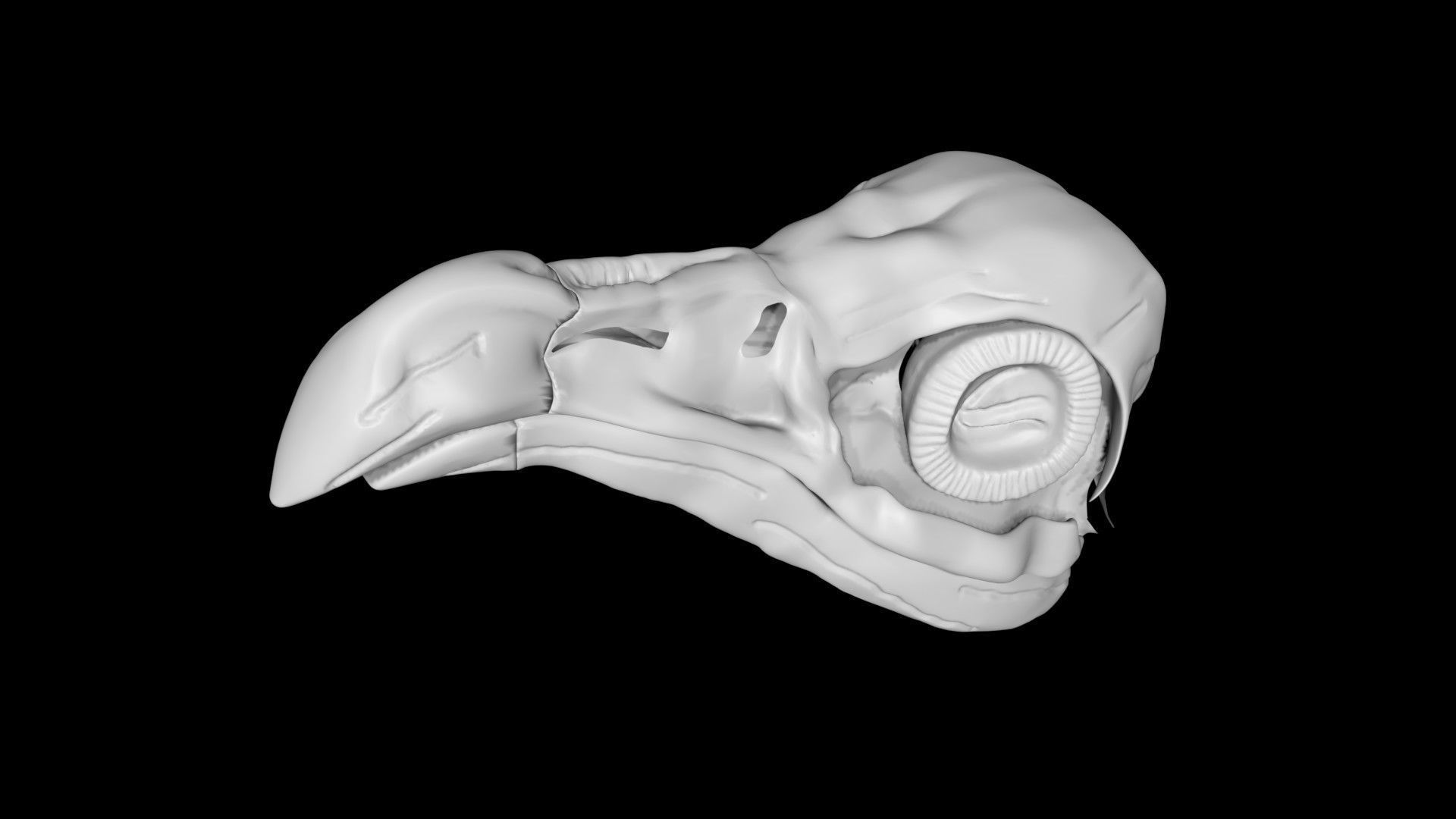 Vulture skull Low-poly 3D model_3