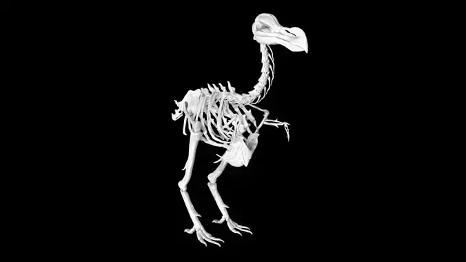 Dodo skeleton Low-poly 3D model