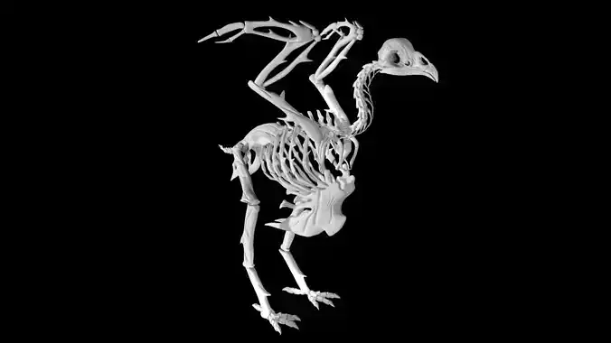 Chicken skeleton Low-poly 3D model