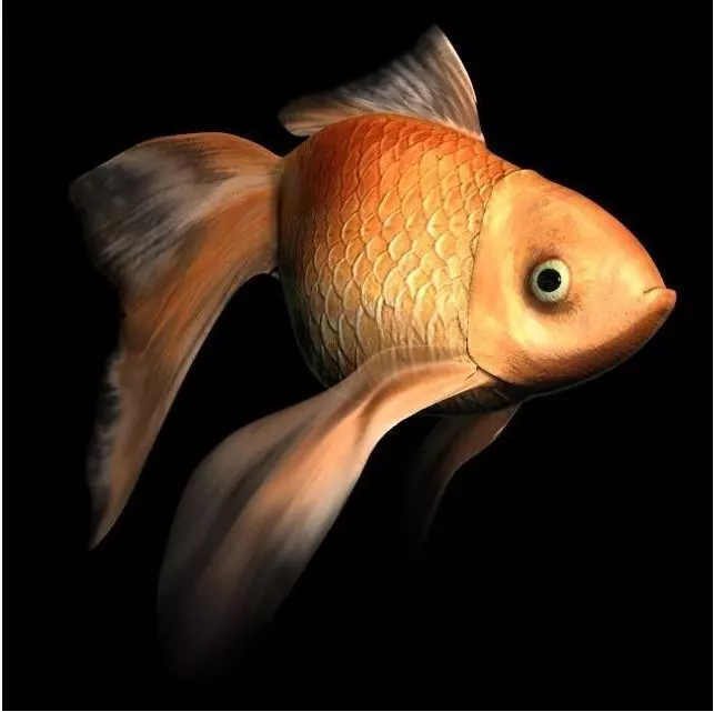 goldfish Free 3D model