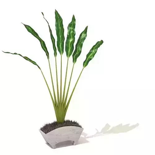 Indoor Decoration Plant