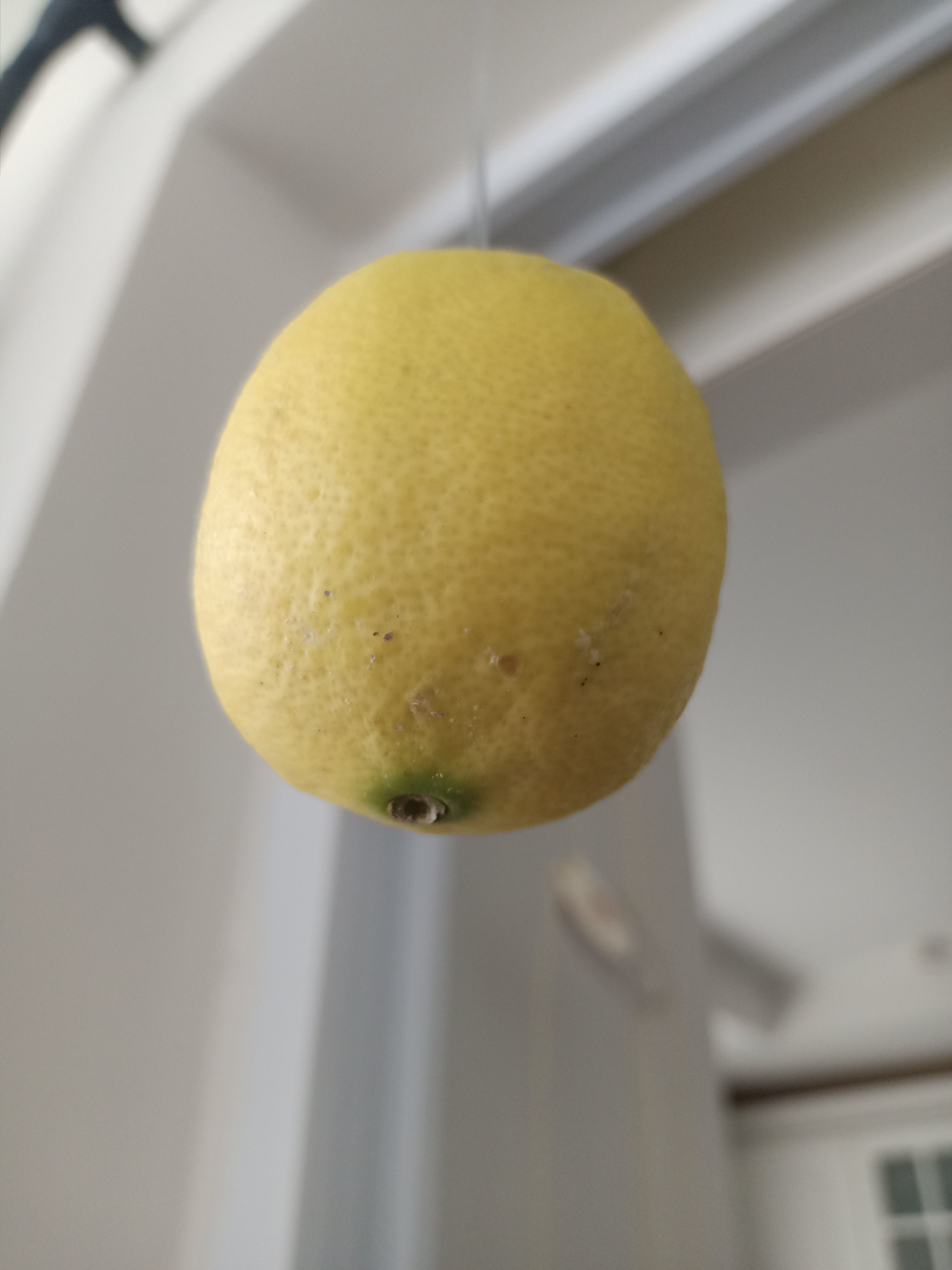 Lemon 3D model_13