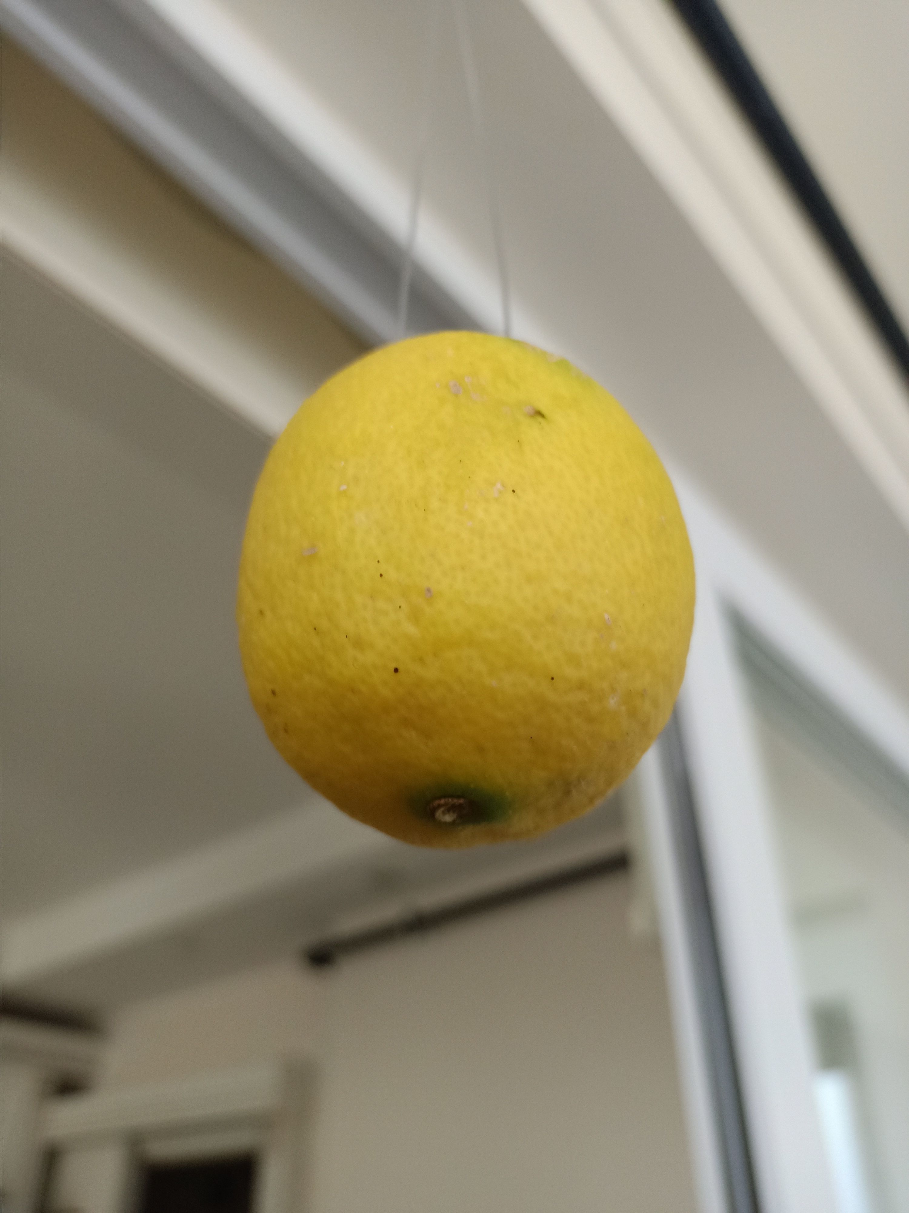 Lemon 3D model_20