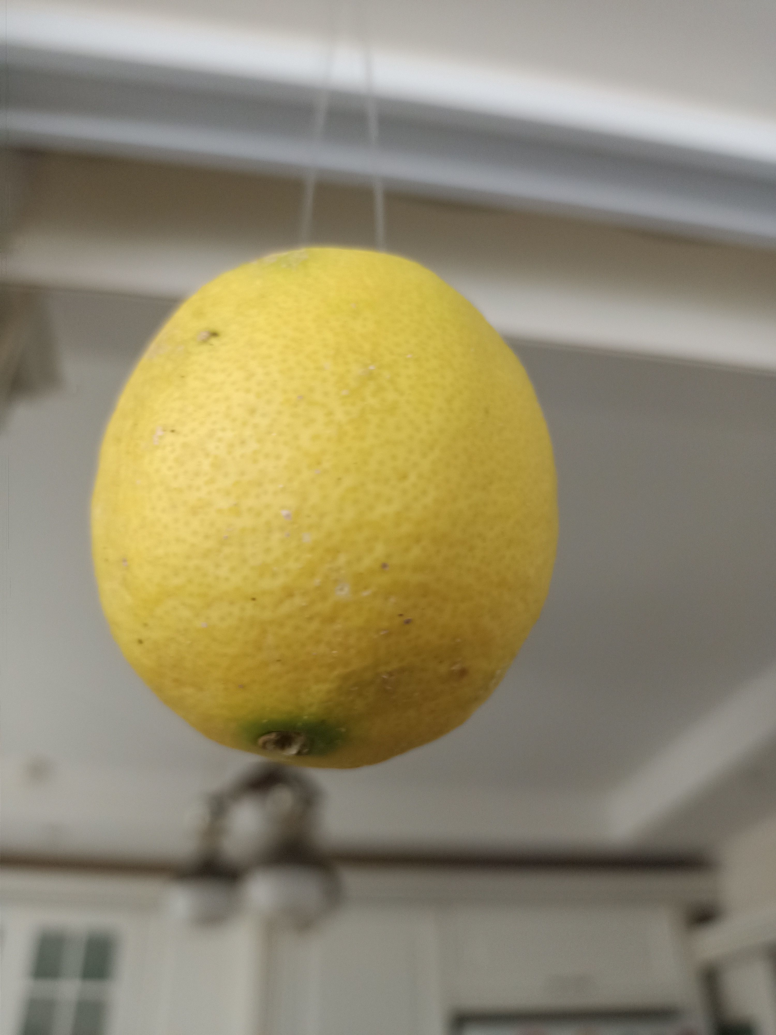 Lemon 3D model_16