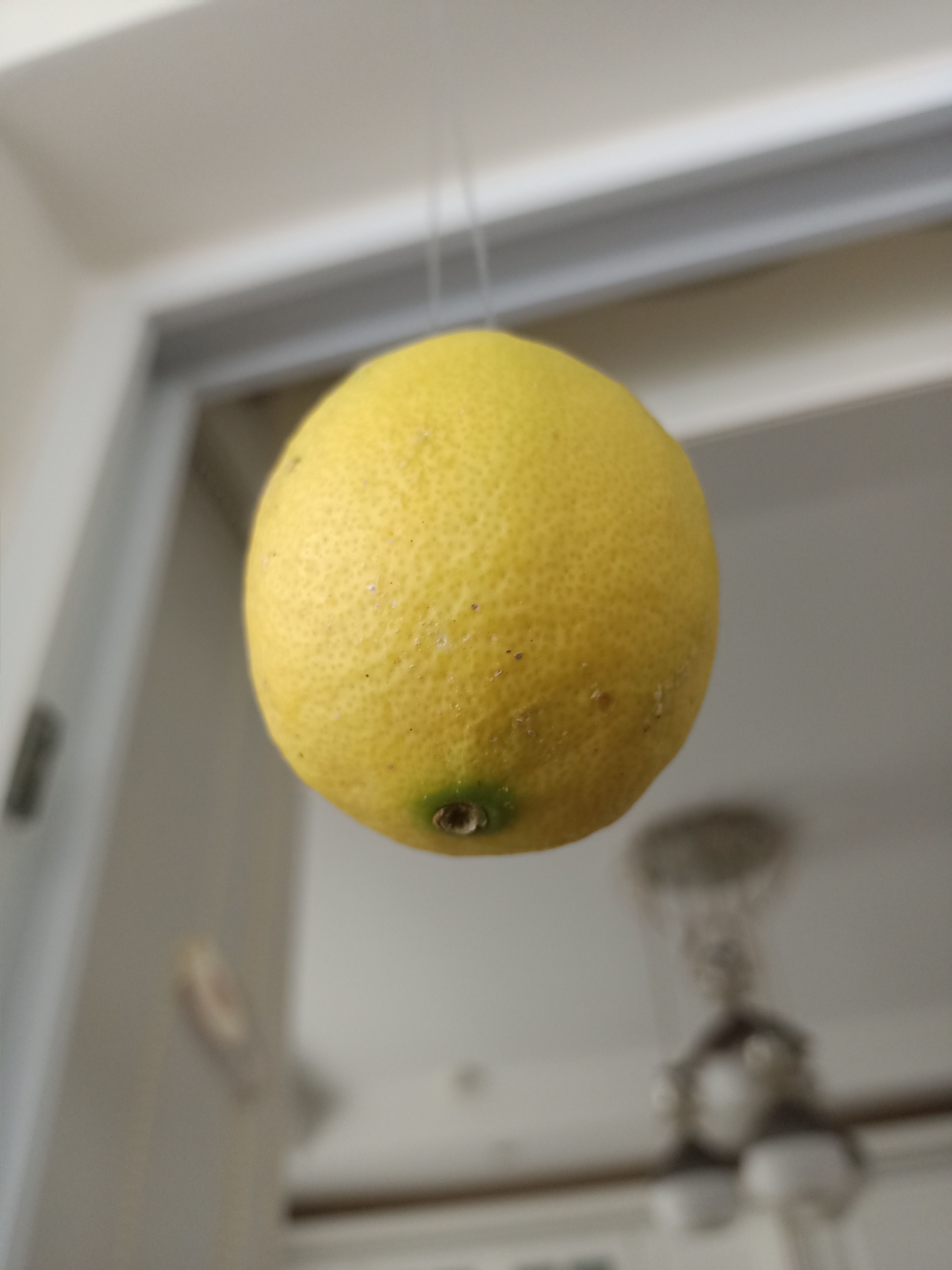 Lemon 3D model_15