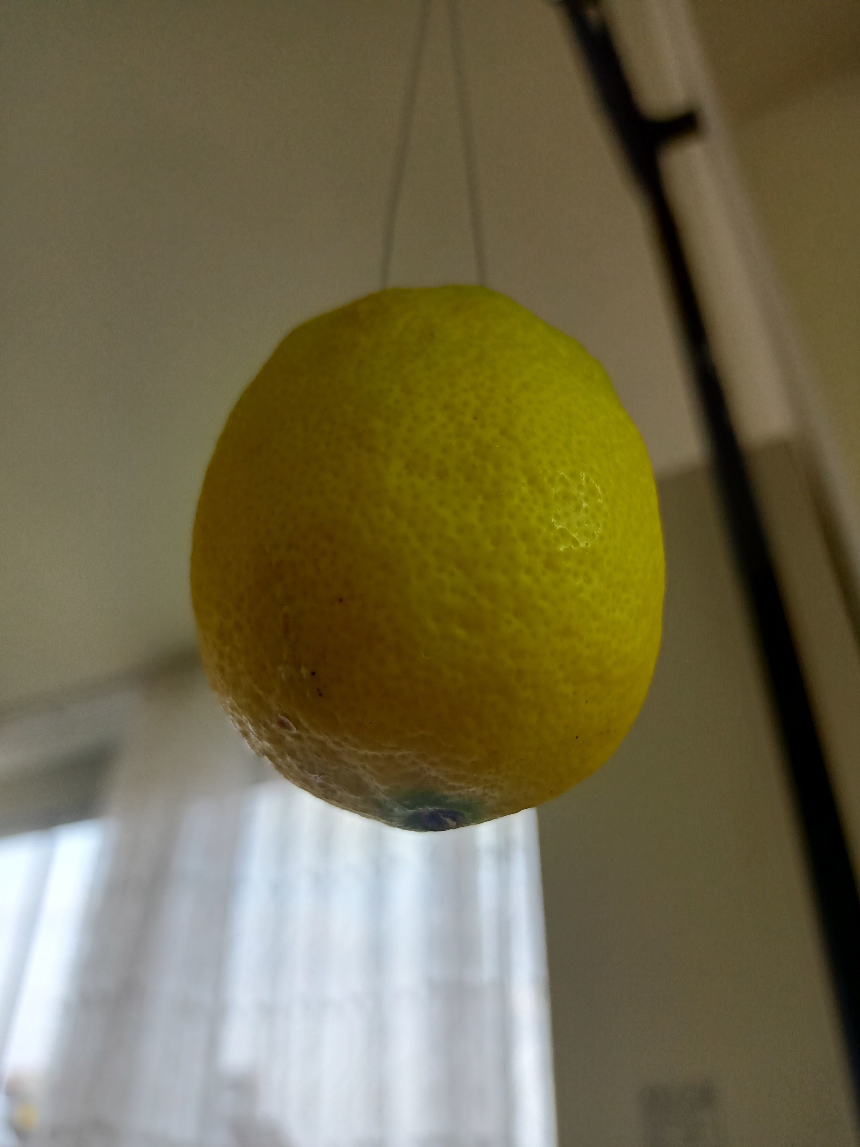 Lemon 3D model_9