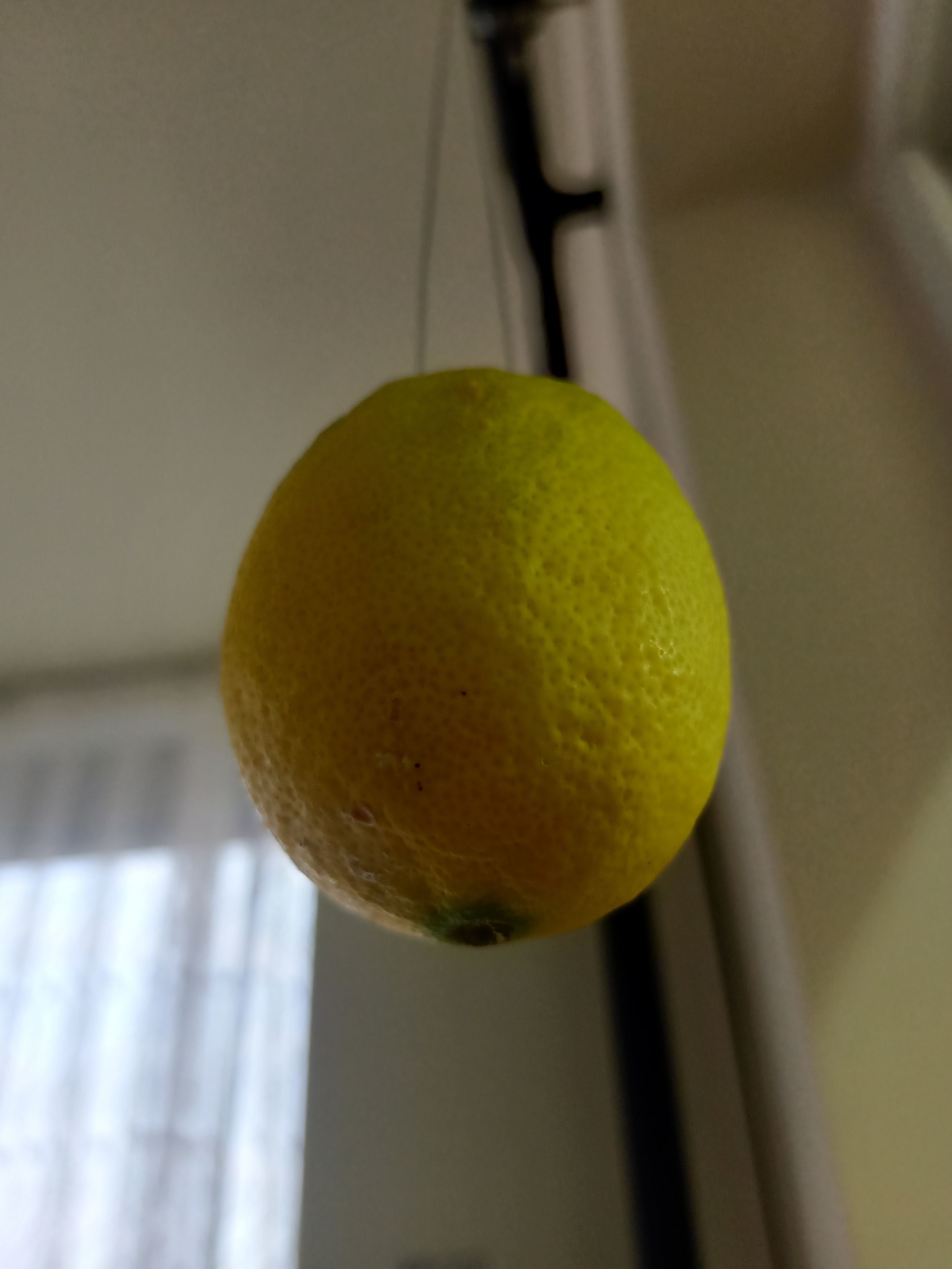Lemon 3D model_10
