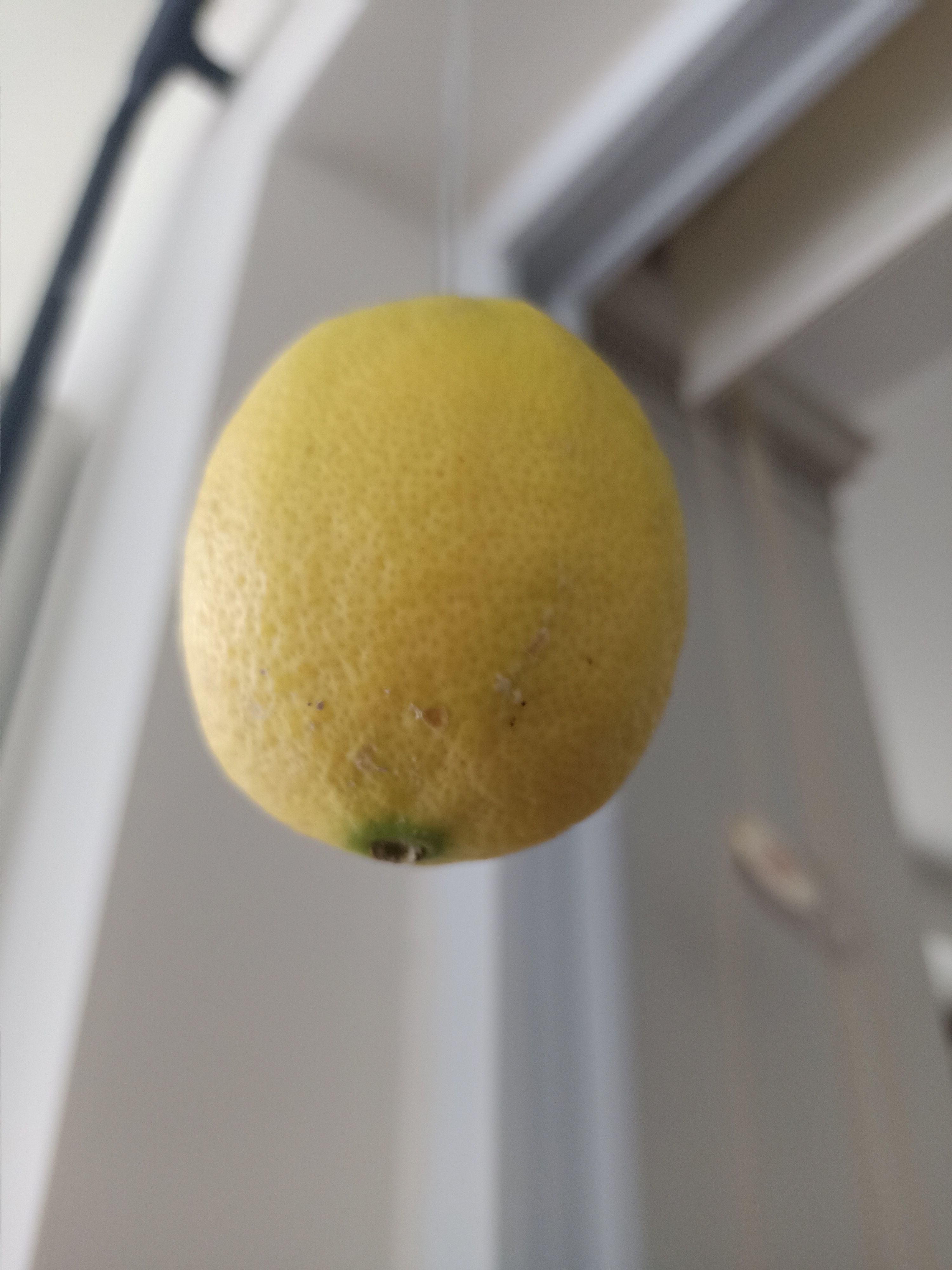 Lemon 3D model_12