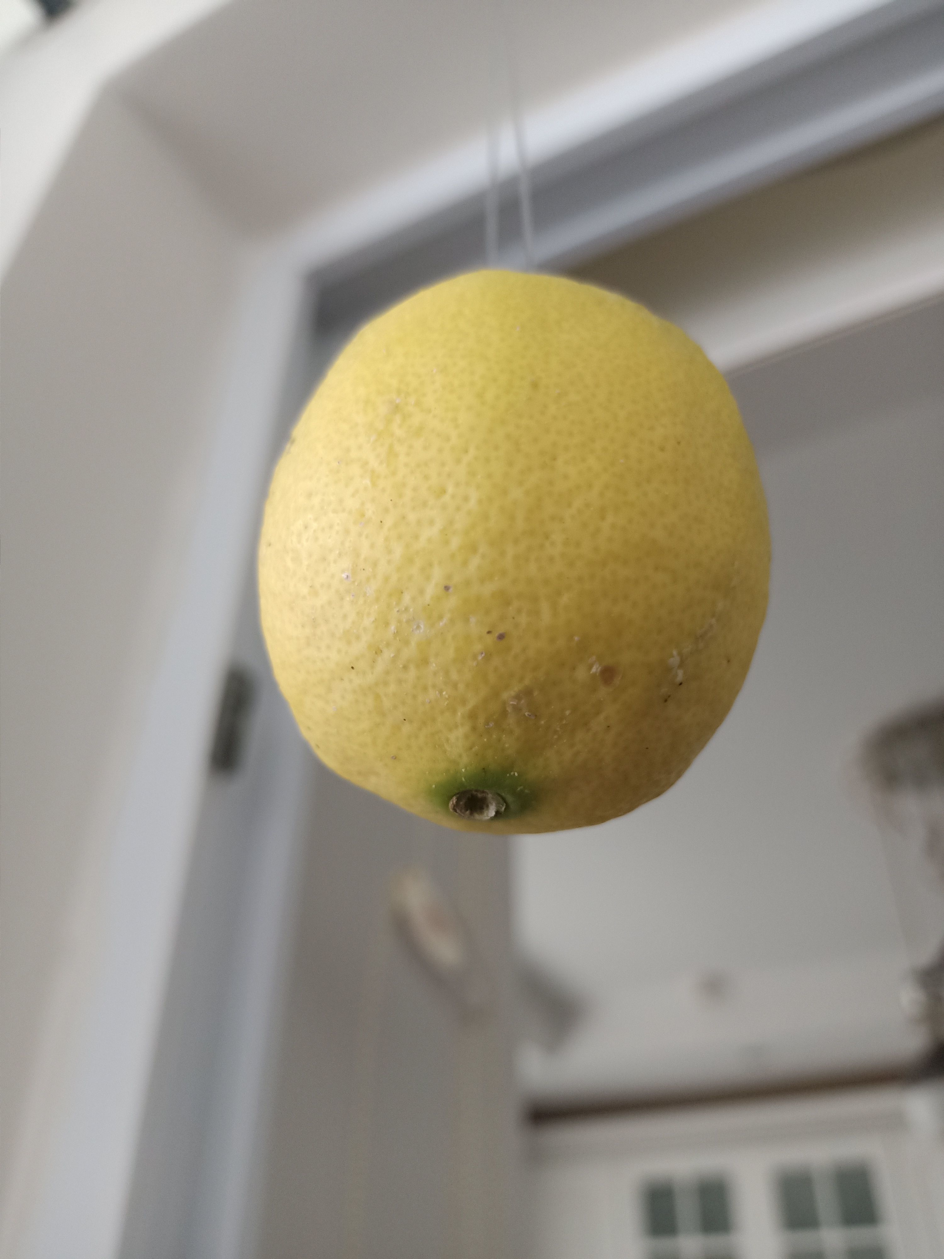 Lemon 3D model_14