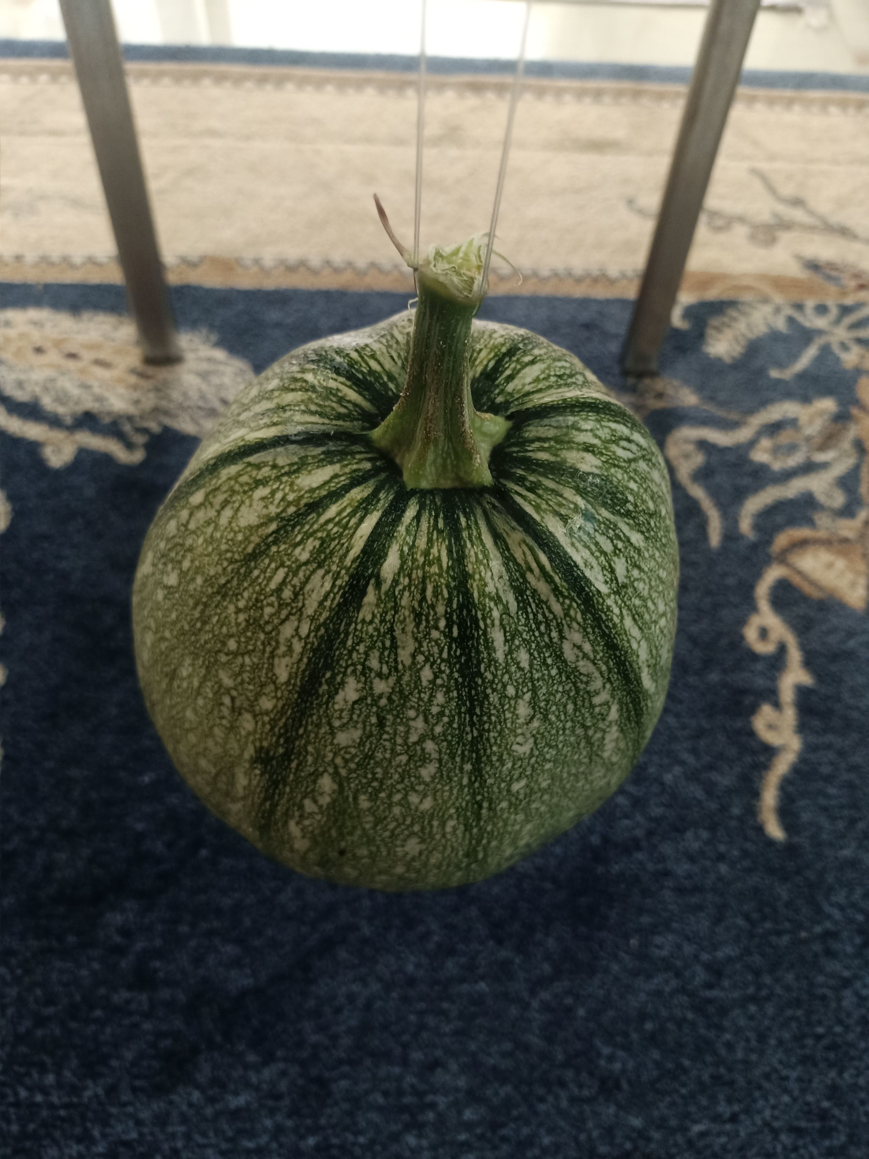Pumpkin squash 3D model_8