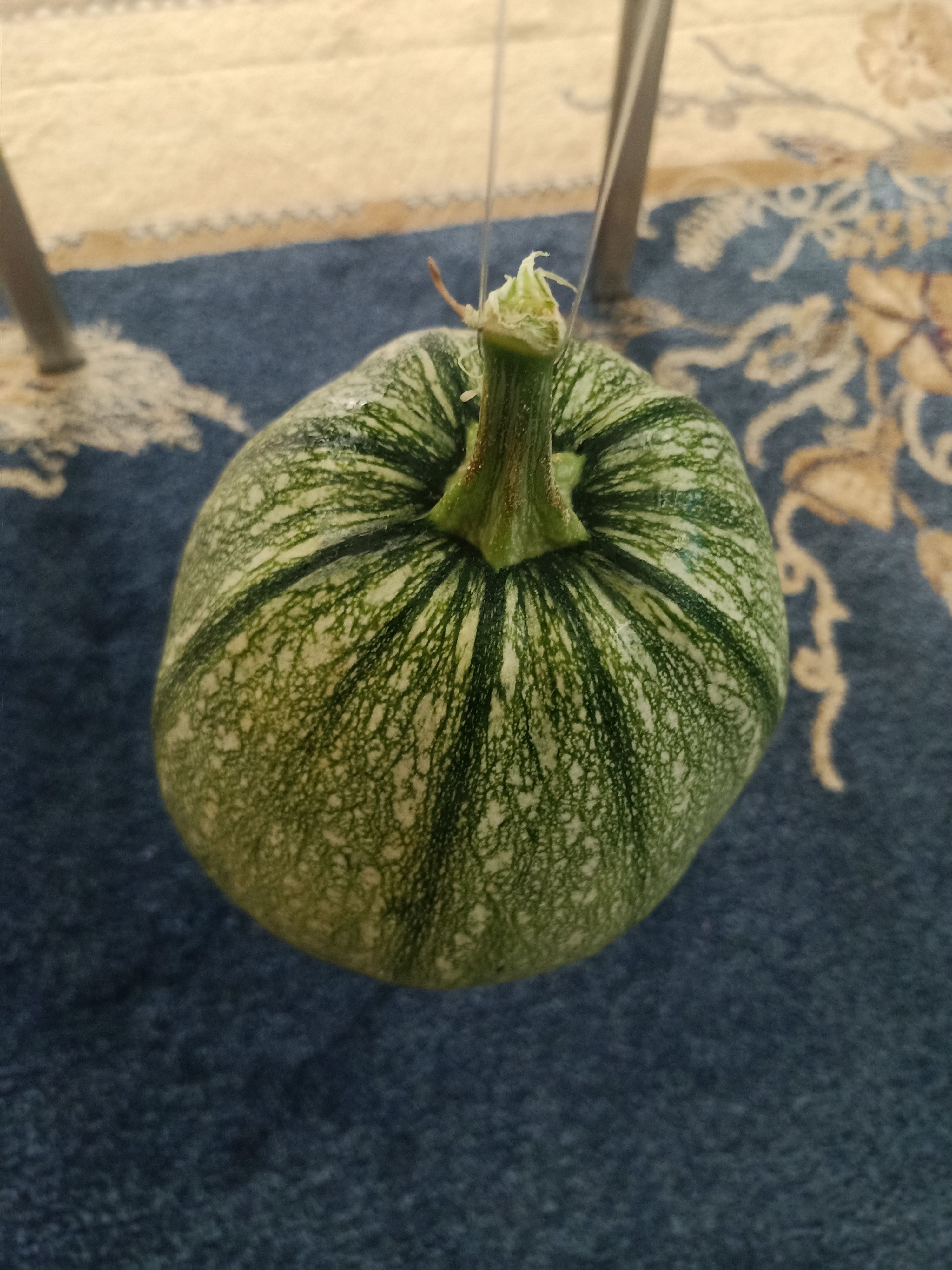 Pumpkin squash 3D model_15