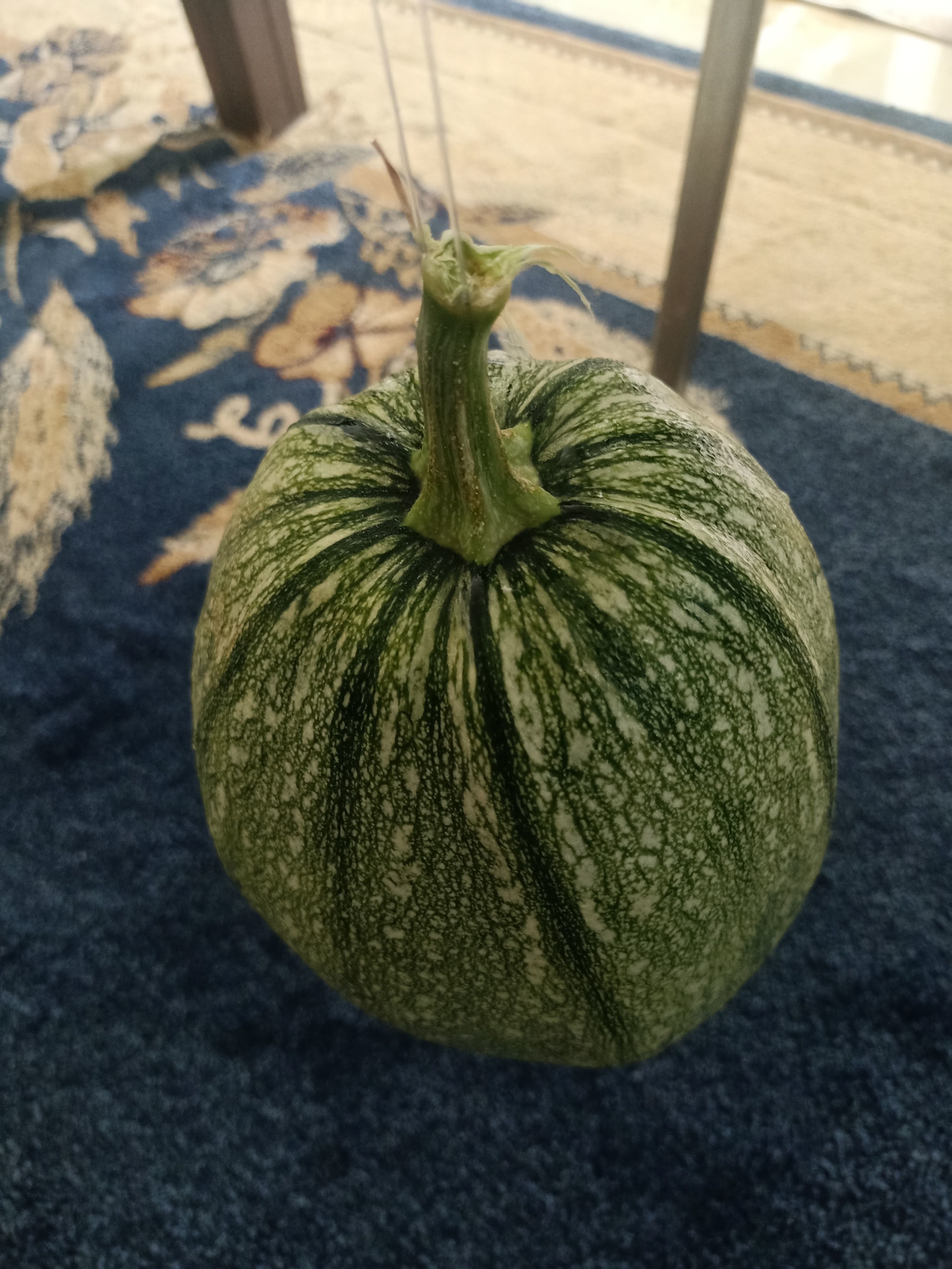 Pumpkin squash 3D model_12