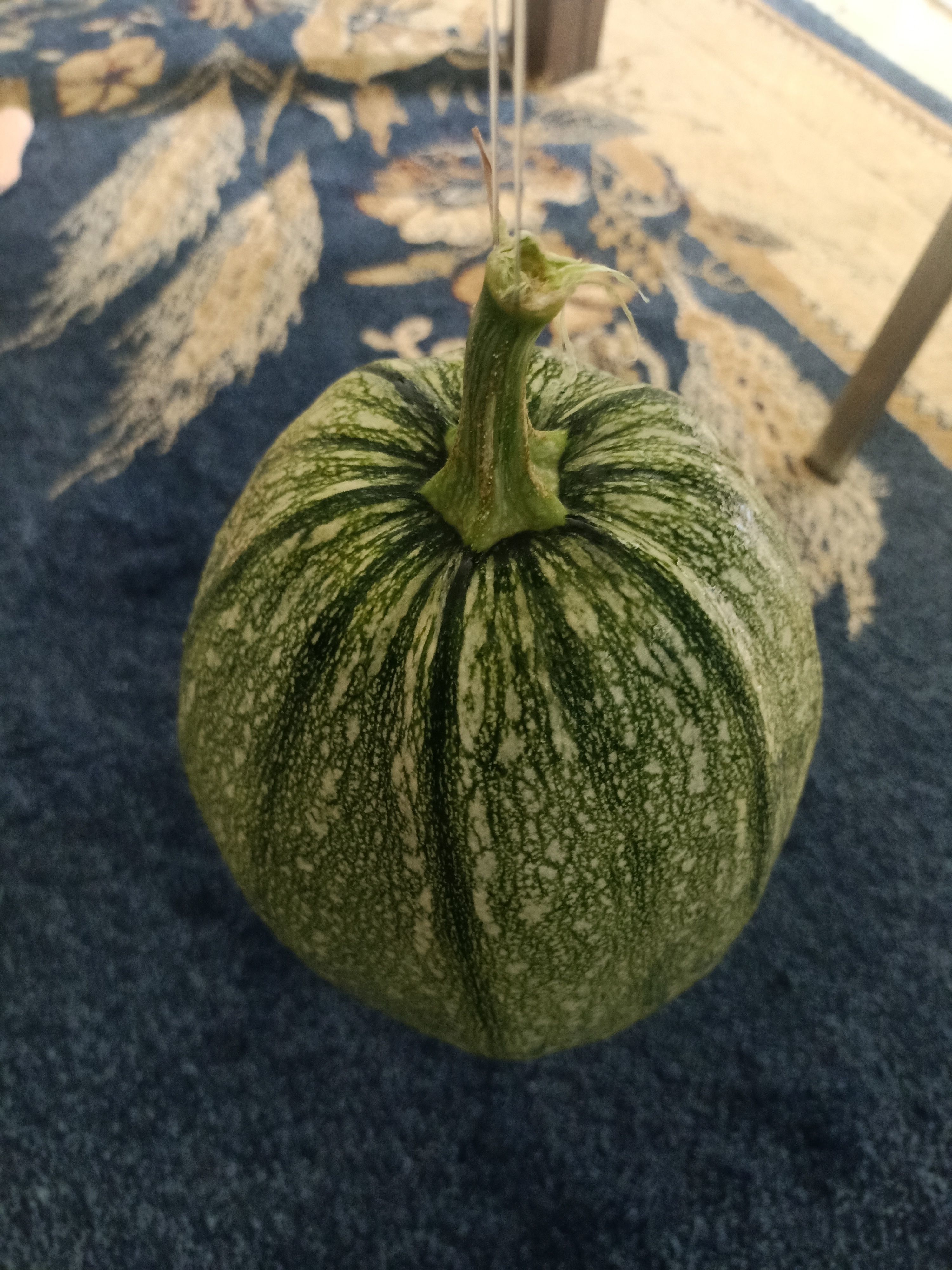 Pumpkin squash 3D model_13