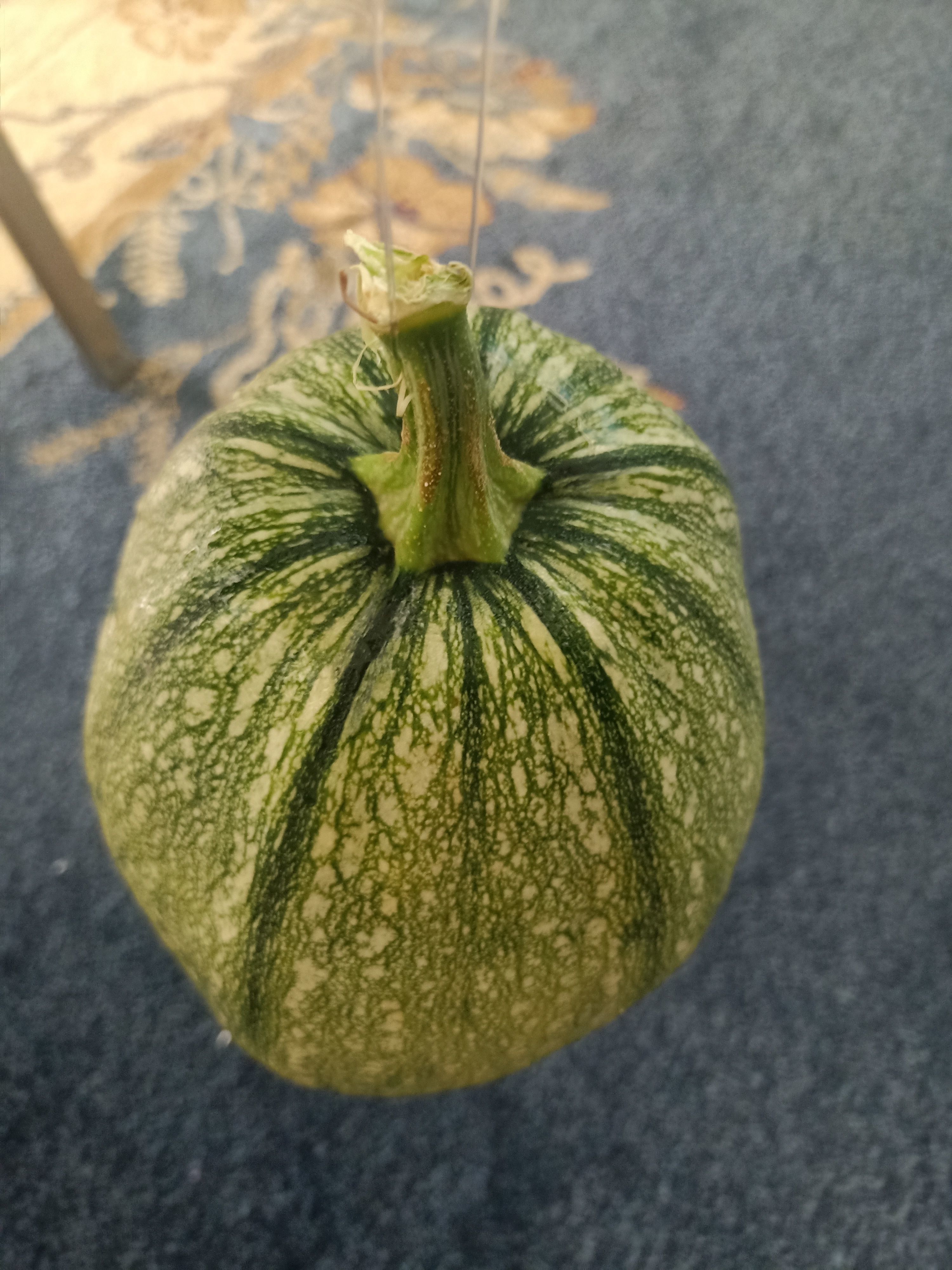 Pumpkin squash 3D model_10