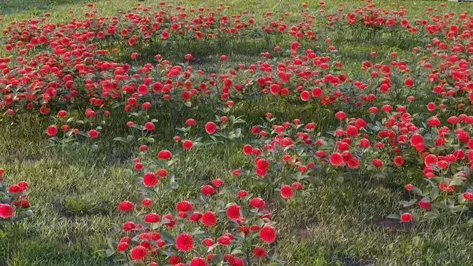 Red-Clover flowers