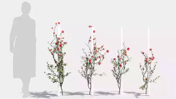 Rosaceae roses on pole