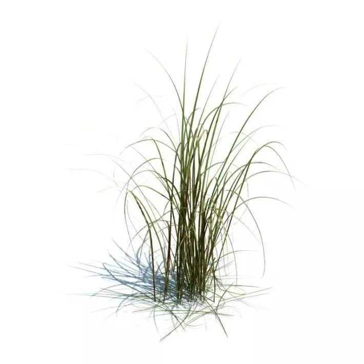 Grass Miscanthus Giganteus 3D model_0