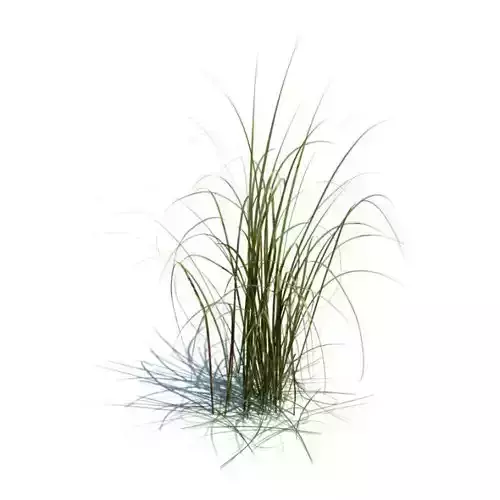 Grass   Miscanthus Giganteus
