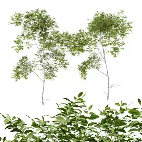 Quercus Variabilis 2tree01 3D model