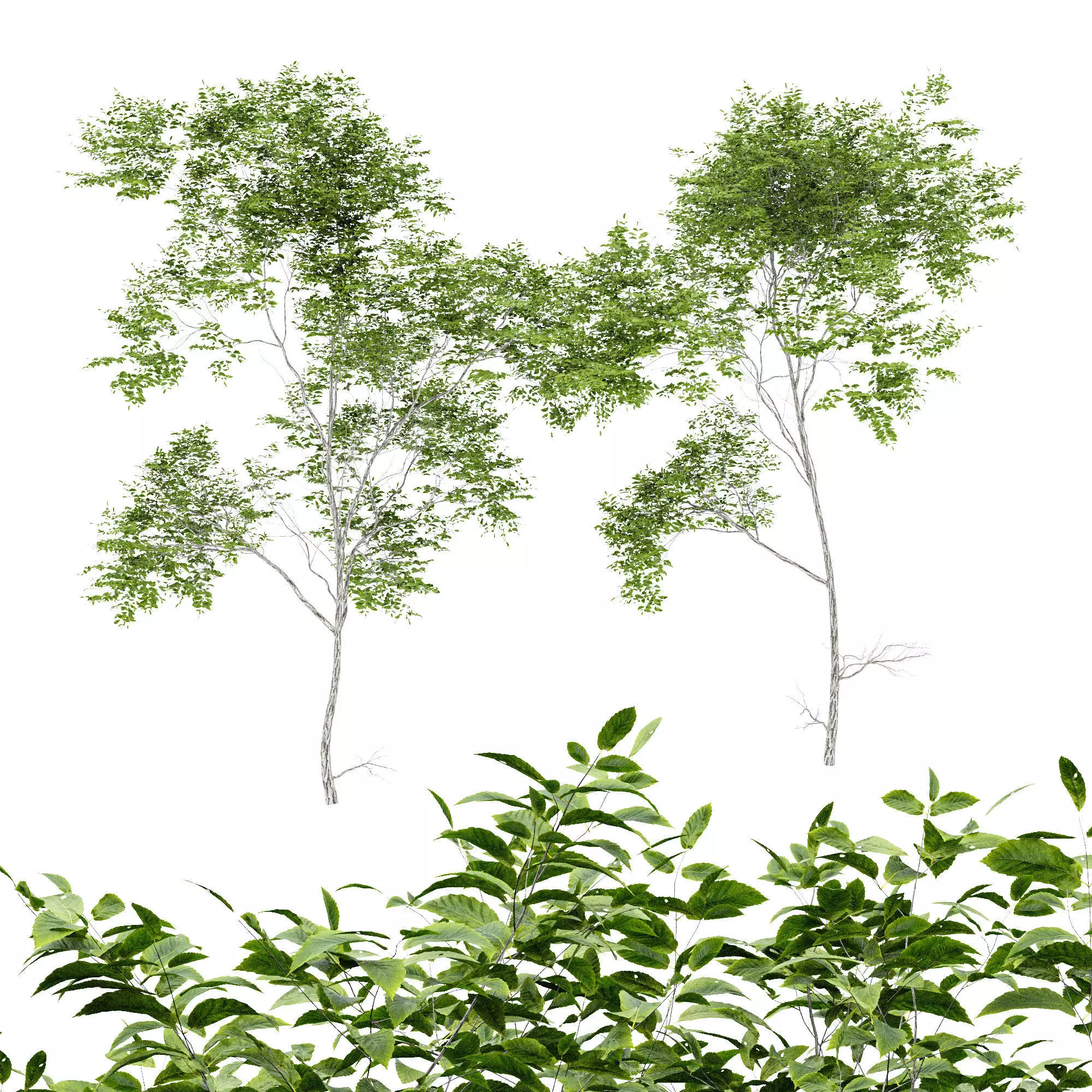Quercus Variabilis 2tree01 3D model_0