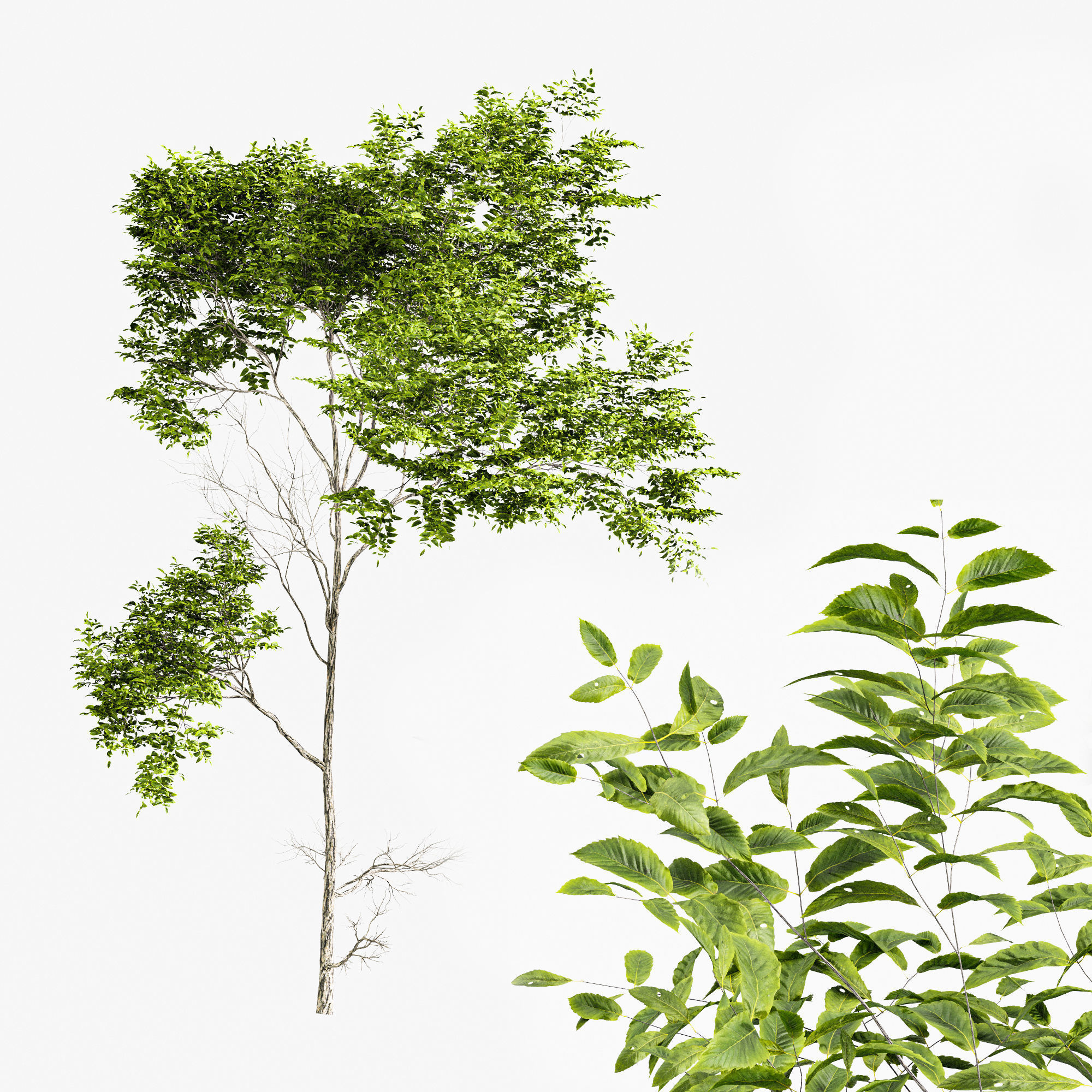 Quercus Variabilis 2tree01 3D model_2