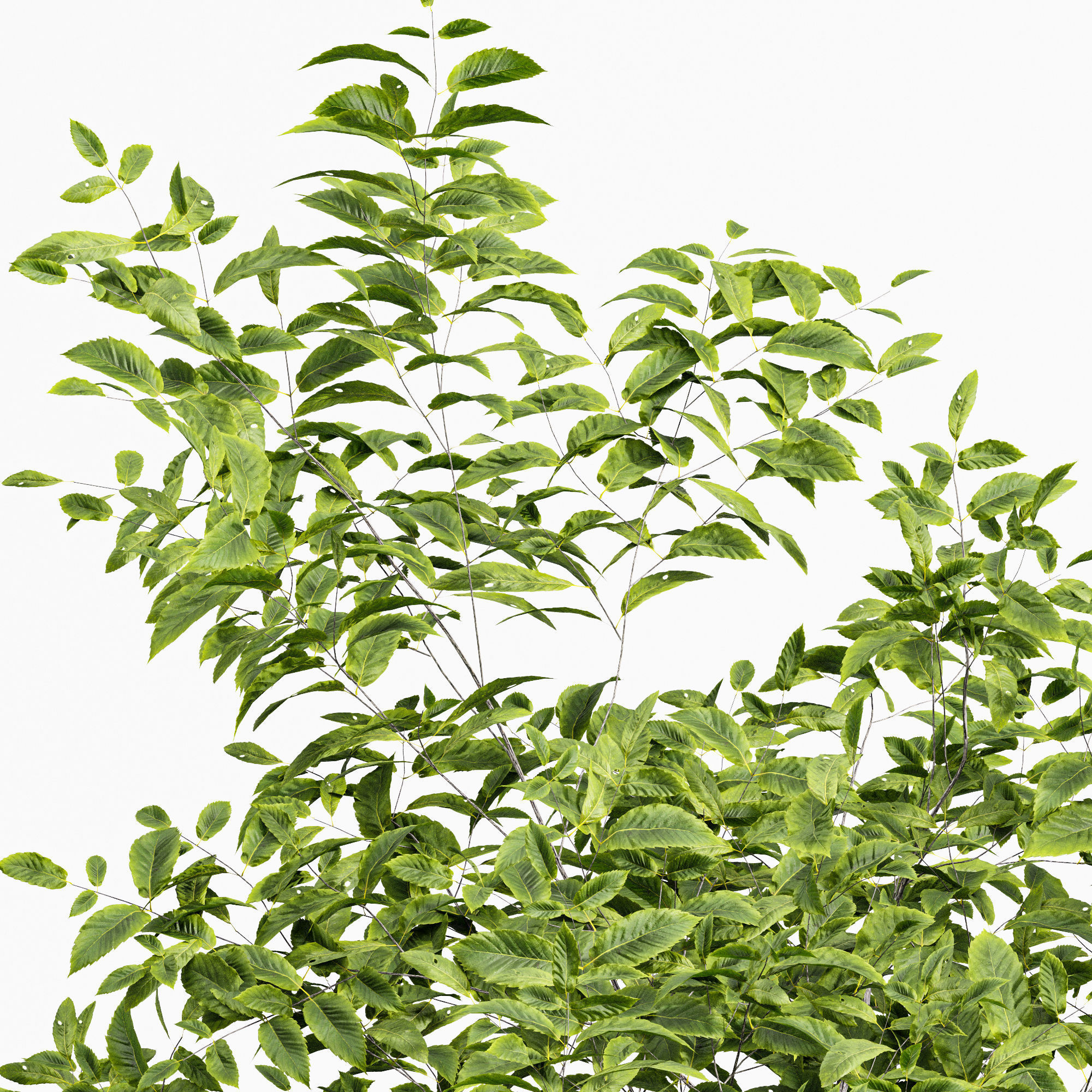 Quercus Variabilis 2tree01 3D model_1