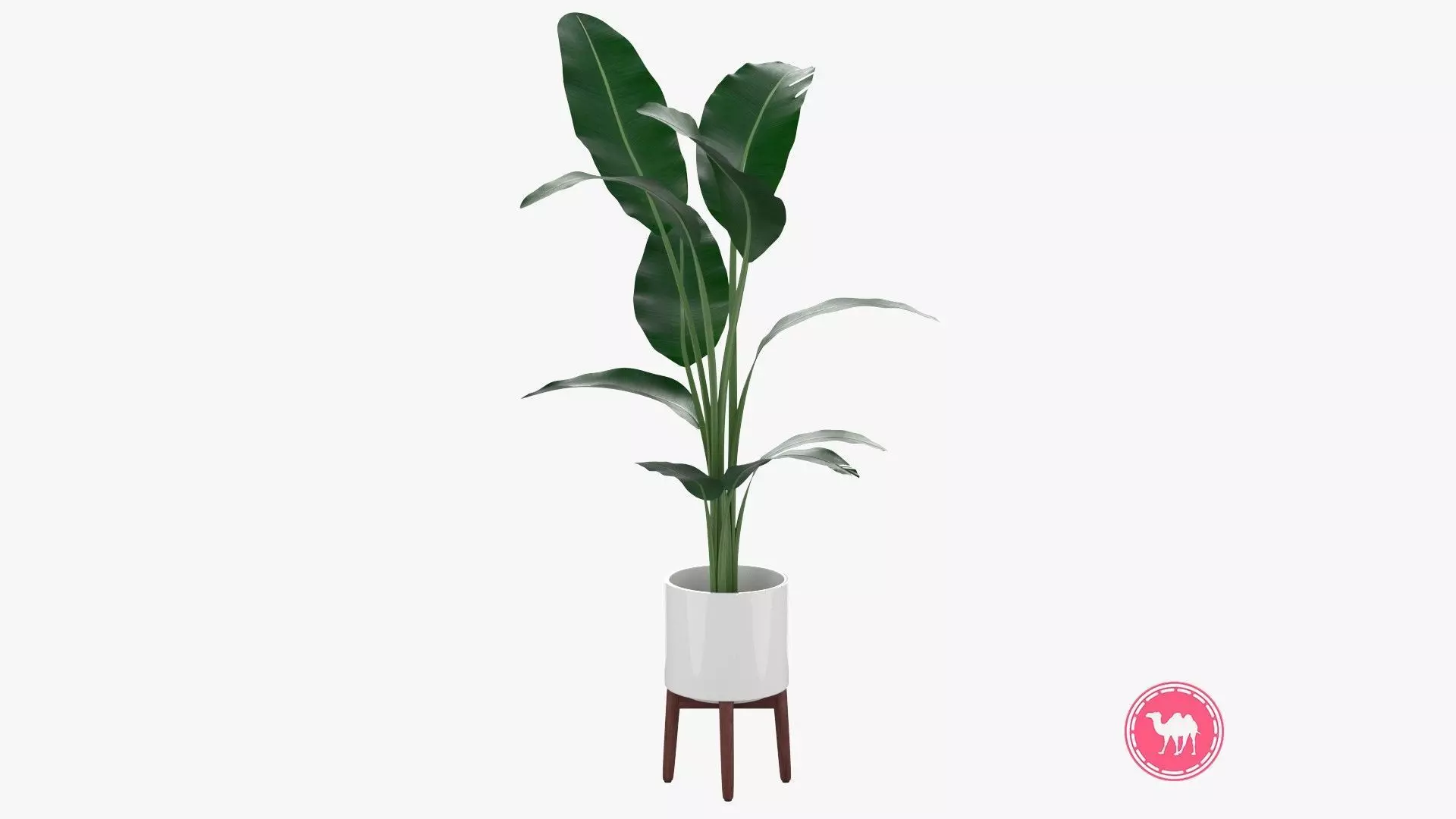 Aspidistra Elatior Plant Low-poly 3D model